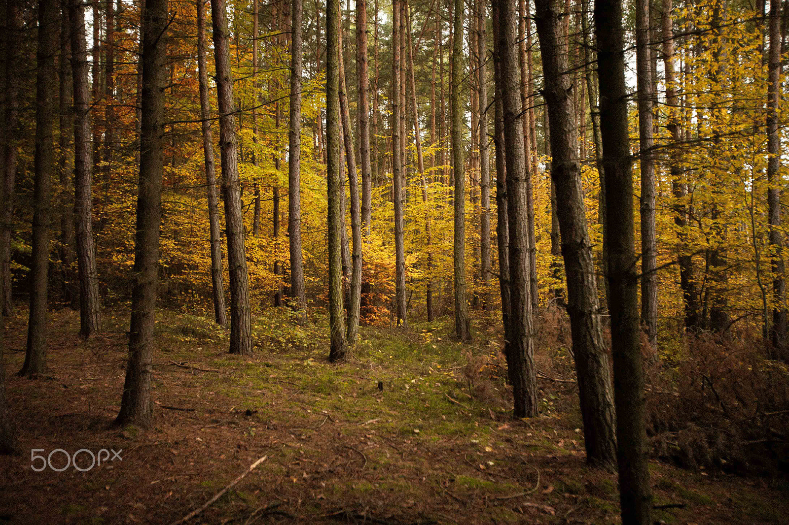 Canon EOS 5D sample photo. Autumn color in czech forrest photography