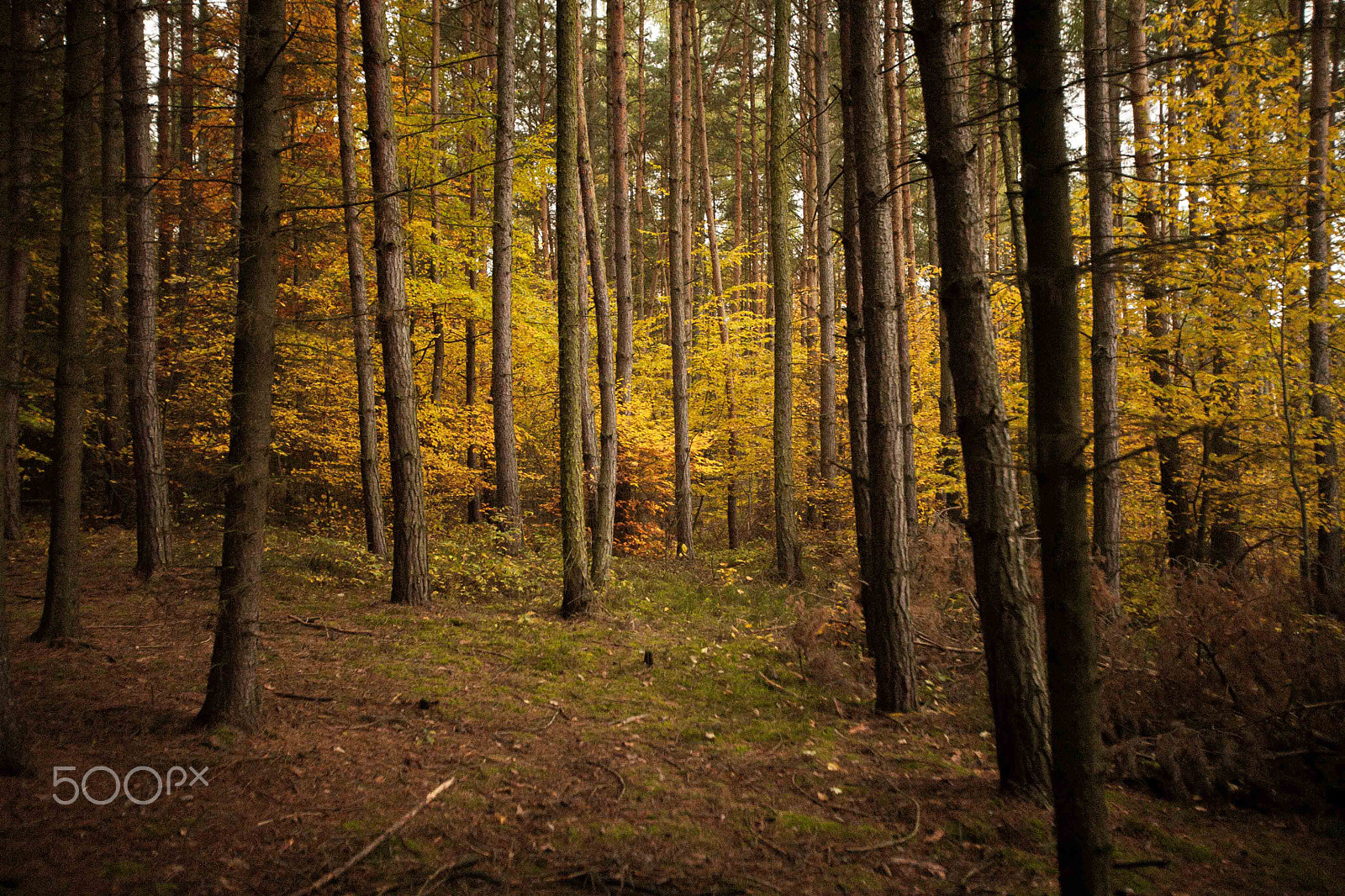 Canon EF 16-35mm F2.8L USM sample photo. Autumn color in czech forrest photography