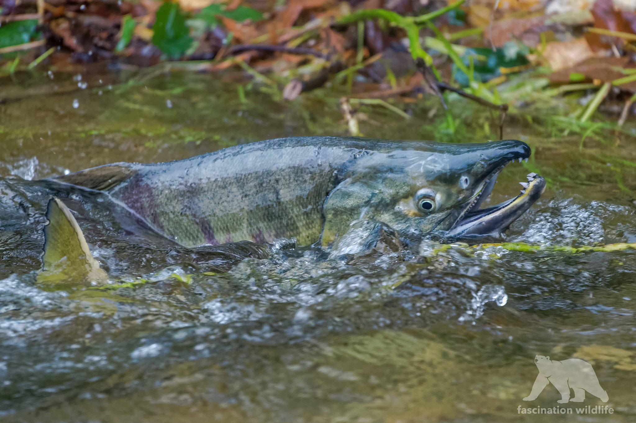 Nikon D4S sample photo. Chum salmon photography