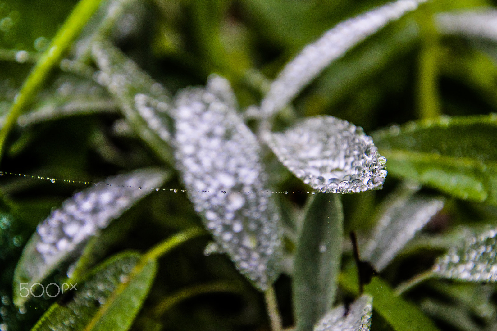 Canon EOS M sample photo. Fresh morning photography