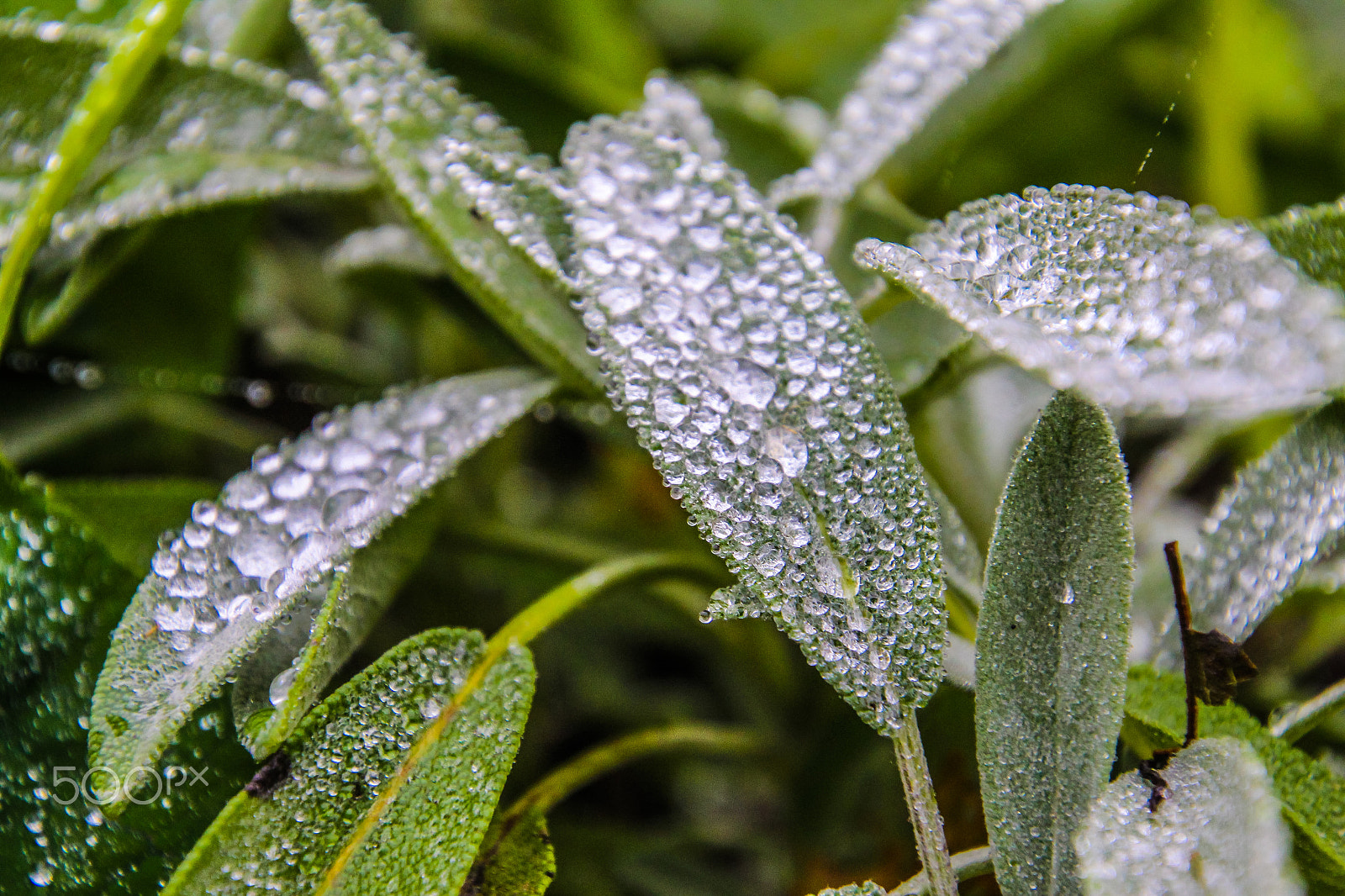 Canon EOS M sample photo. Fresh morning photography