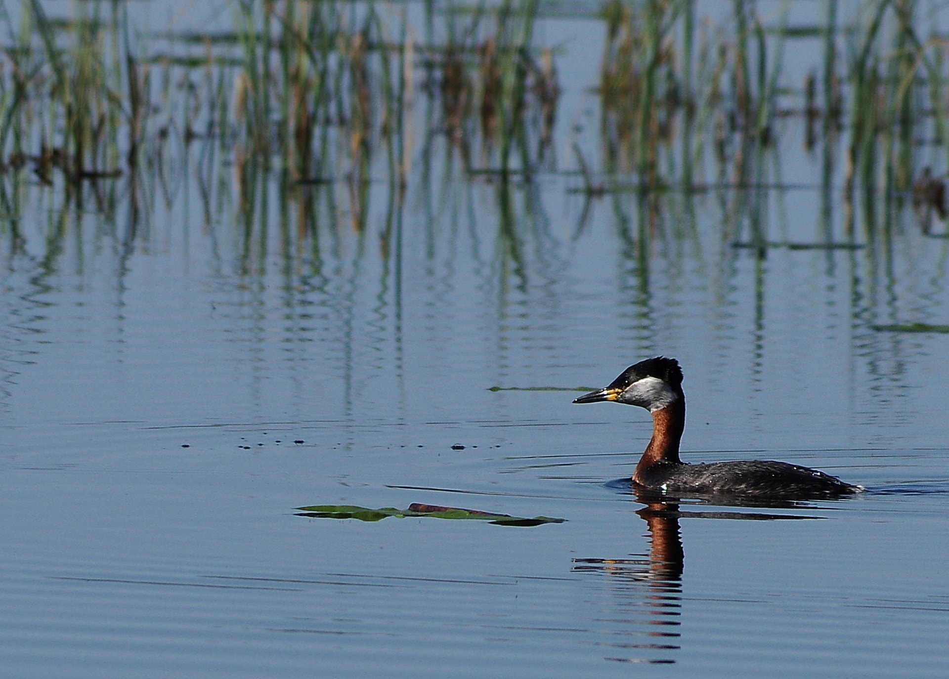 Pentax K-3 II sample photo. Red-necked grebe photography