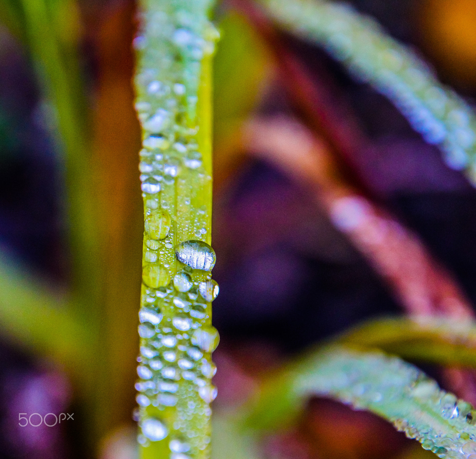 Canon EOS M sample photo. Fresh morning photography