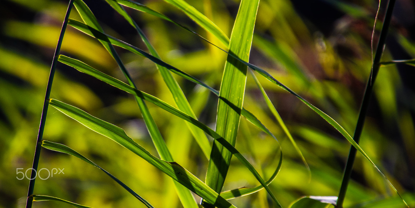 Canon EOS M sample photo. Fresh morning photography