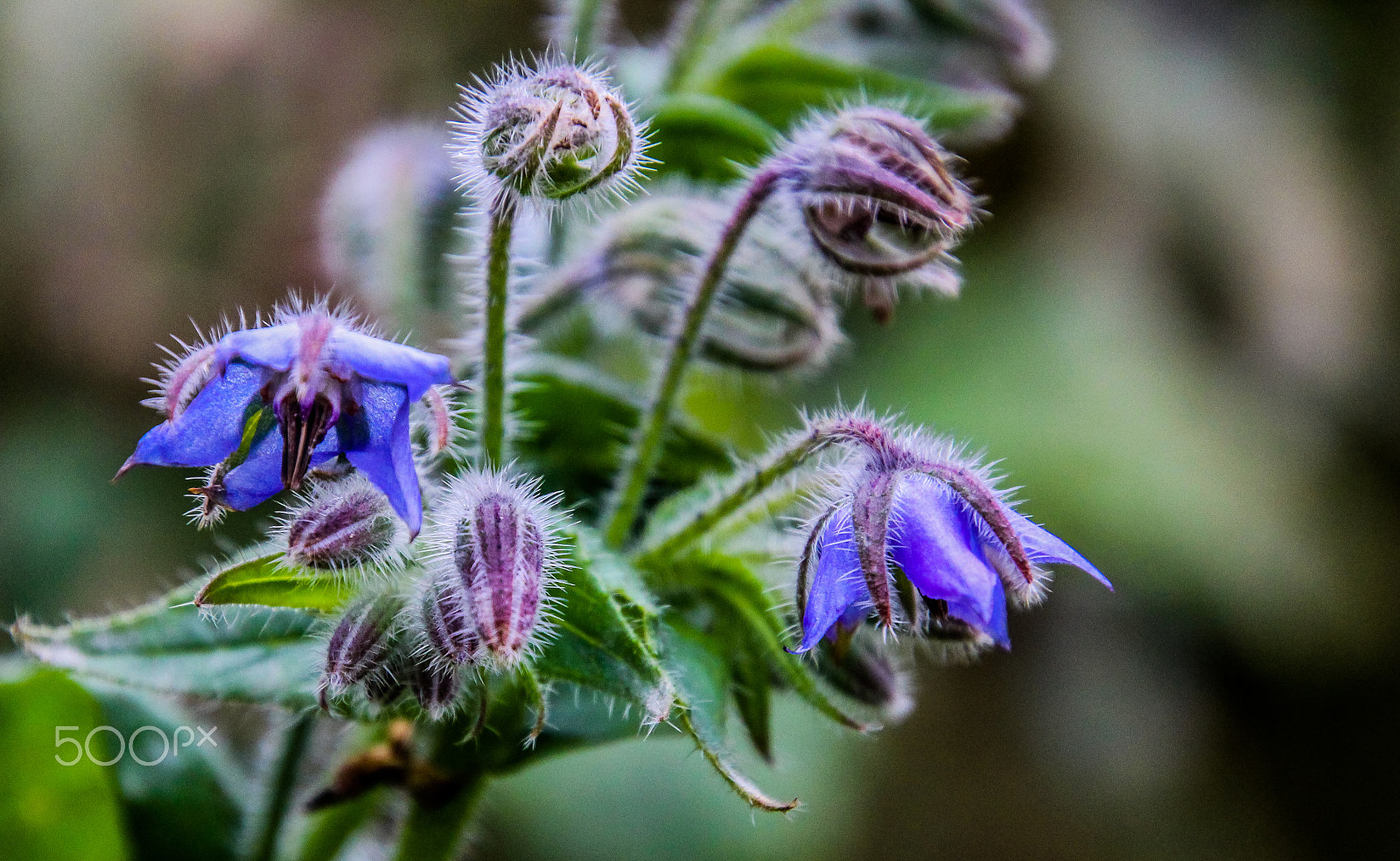 Canon EOS M sample photo. Flower photography
