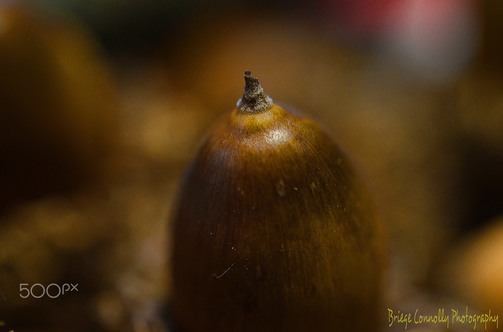 Nikon D5100 + Nikon AF-S Micro-Nikkor 60mm F2.8G ED sample photo. Acorn from the forest ferny floor photography