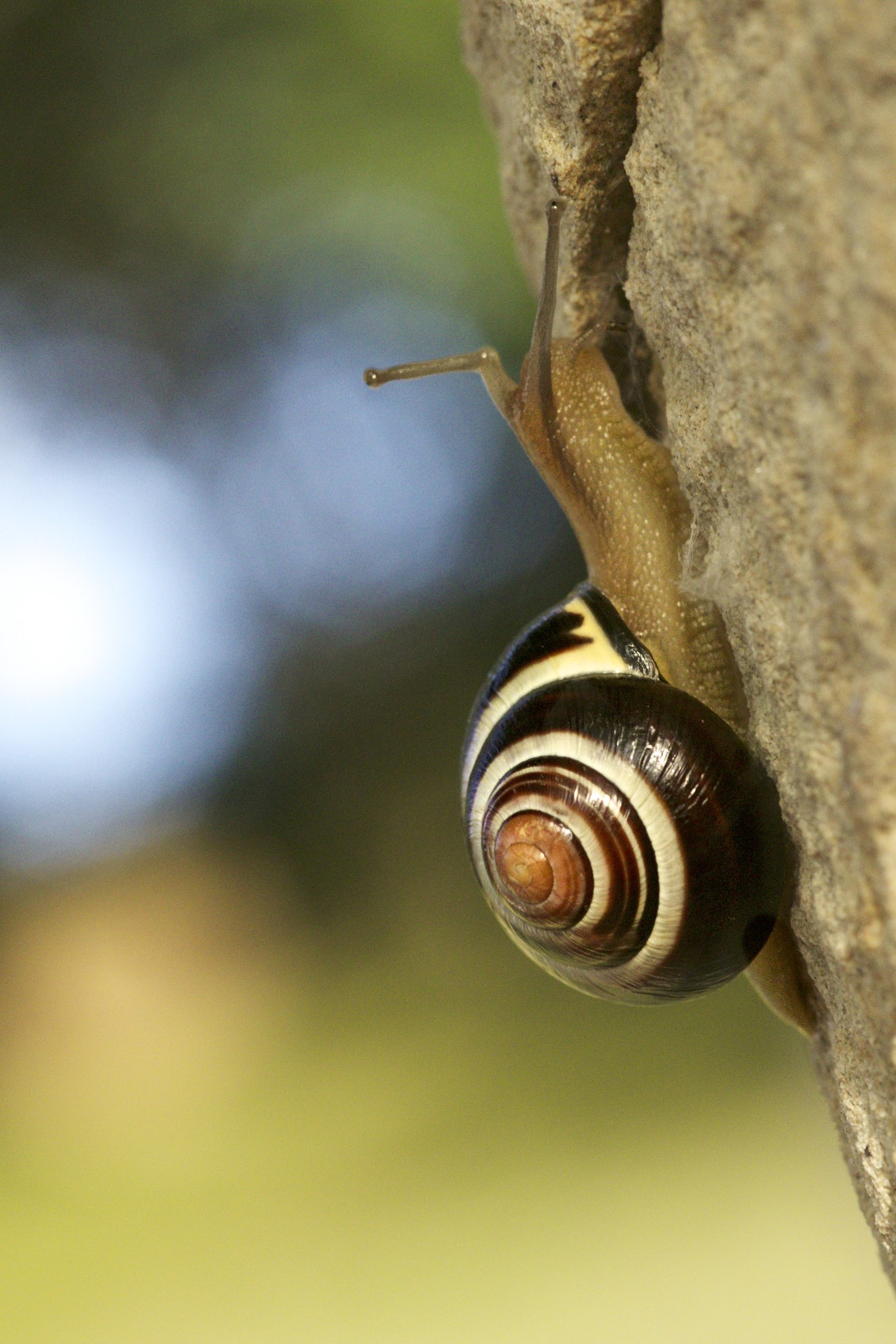 Sigma 105mm F2.8 EX DG Macro sample photo. Barraskilo / caracol photography