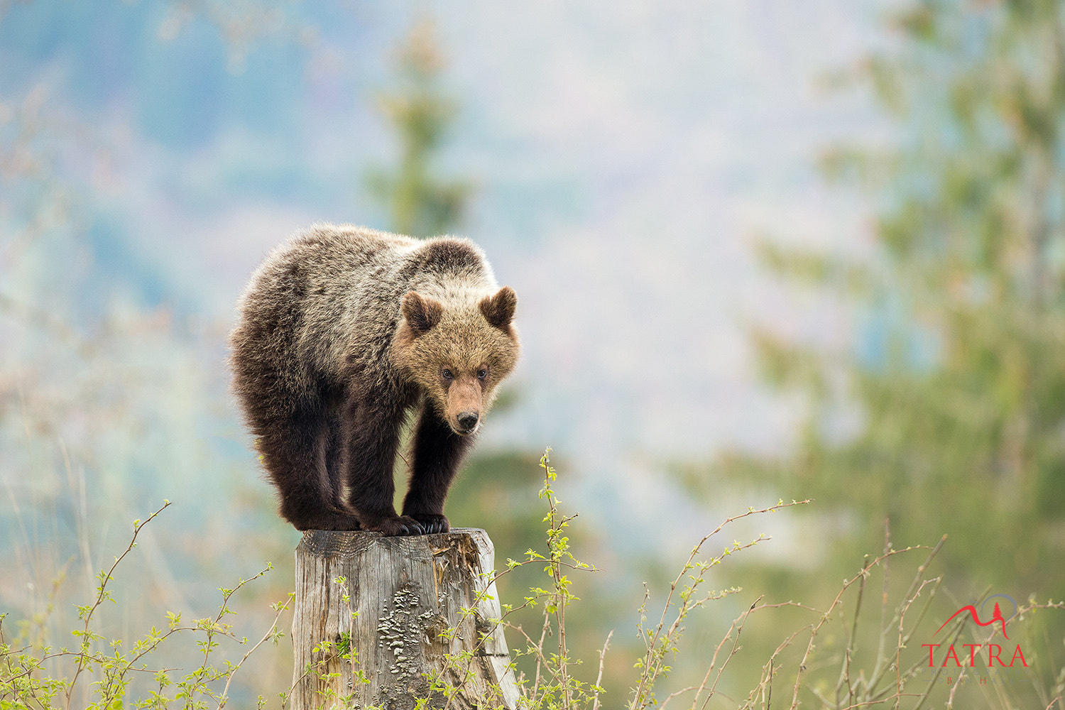 Canon EOS-1D X sample photo. Wild brown bears cub photography