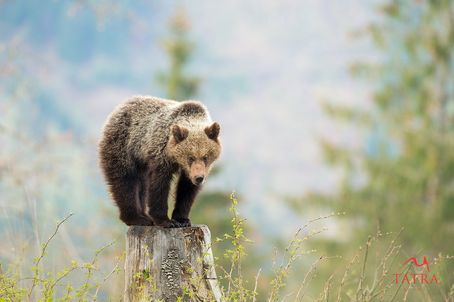 Canon EOS-1D X + Canon EF 500mm F4L IS USM sample photo. Wild brown bears cub photography