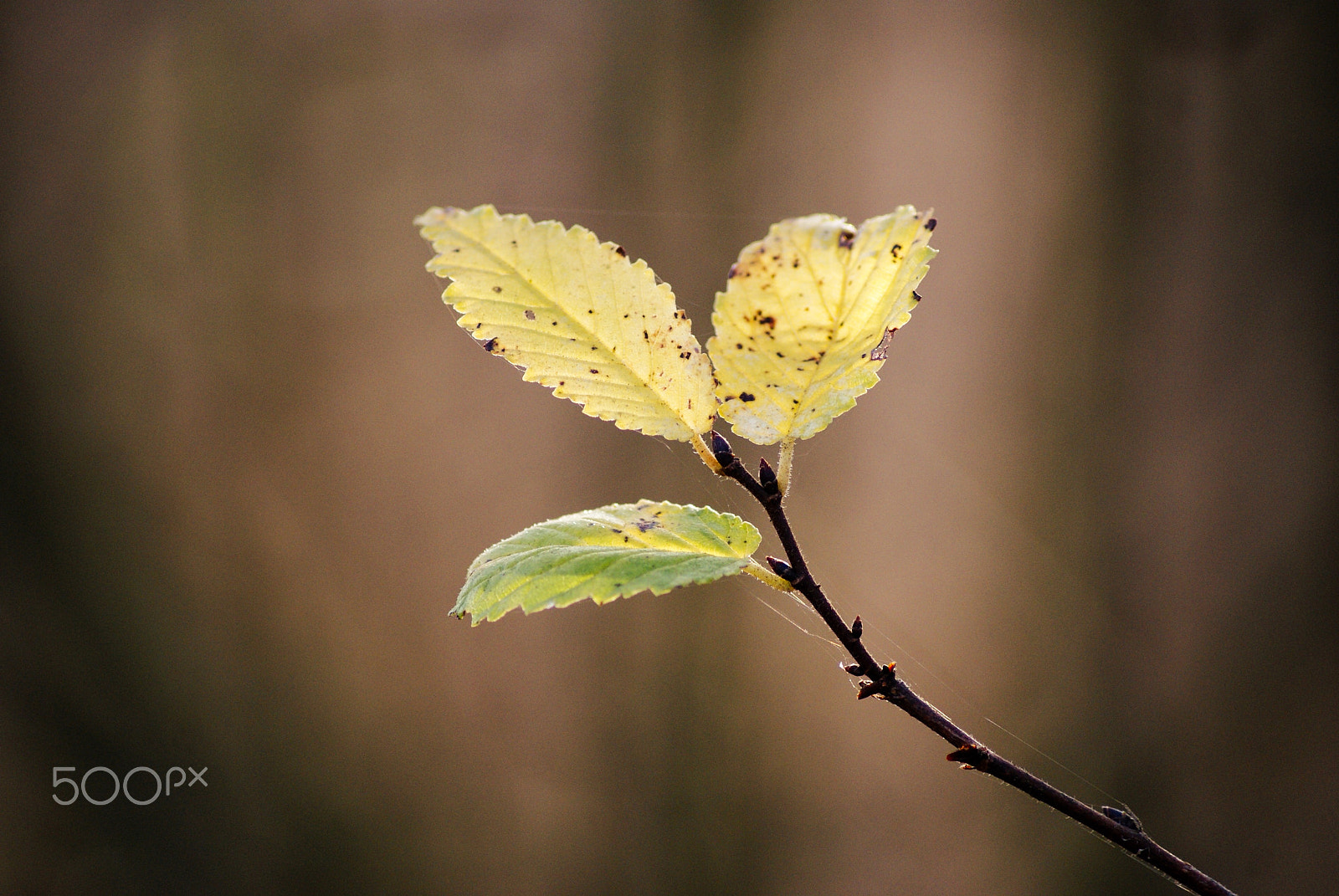 Sony Alpha DSLR-A300 + Sony DT 55-200mm F4-5.6 SAM sample photo. Crispy sunshine photography