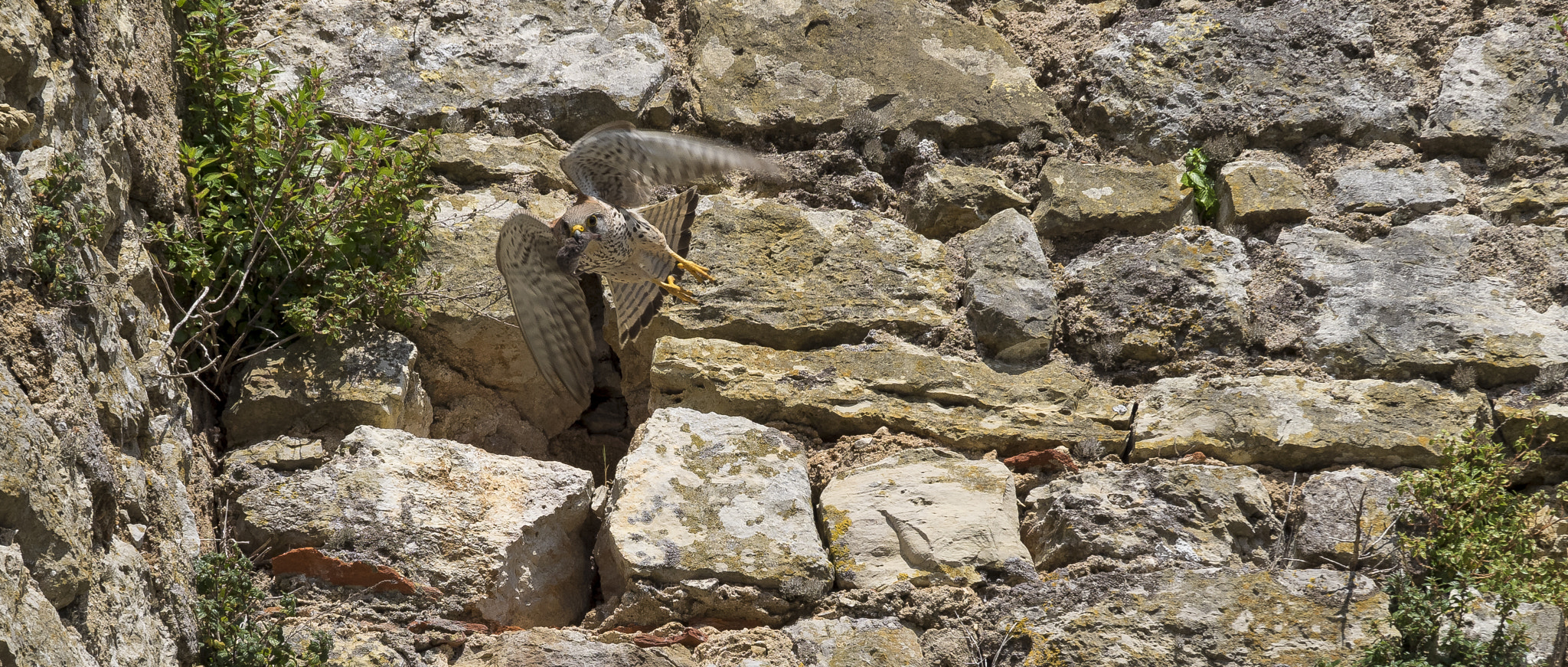 Olympus OM-D E-M1 sample photo. Bird of prey in action photography