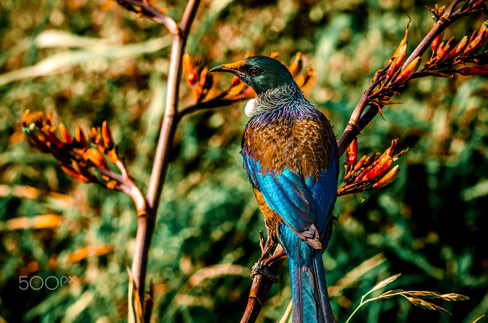 Sigma 150-600mm F5-6.3 DG OS HSM | C sample photo. Tui photography