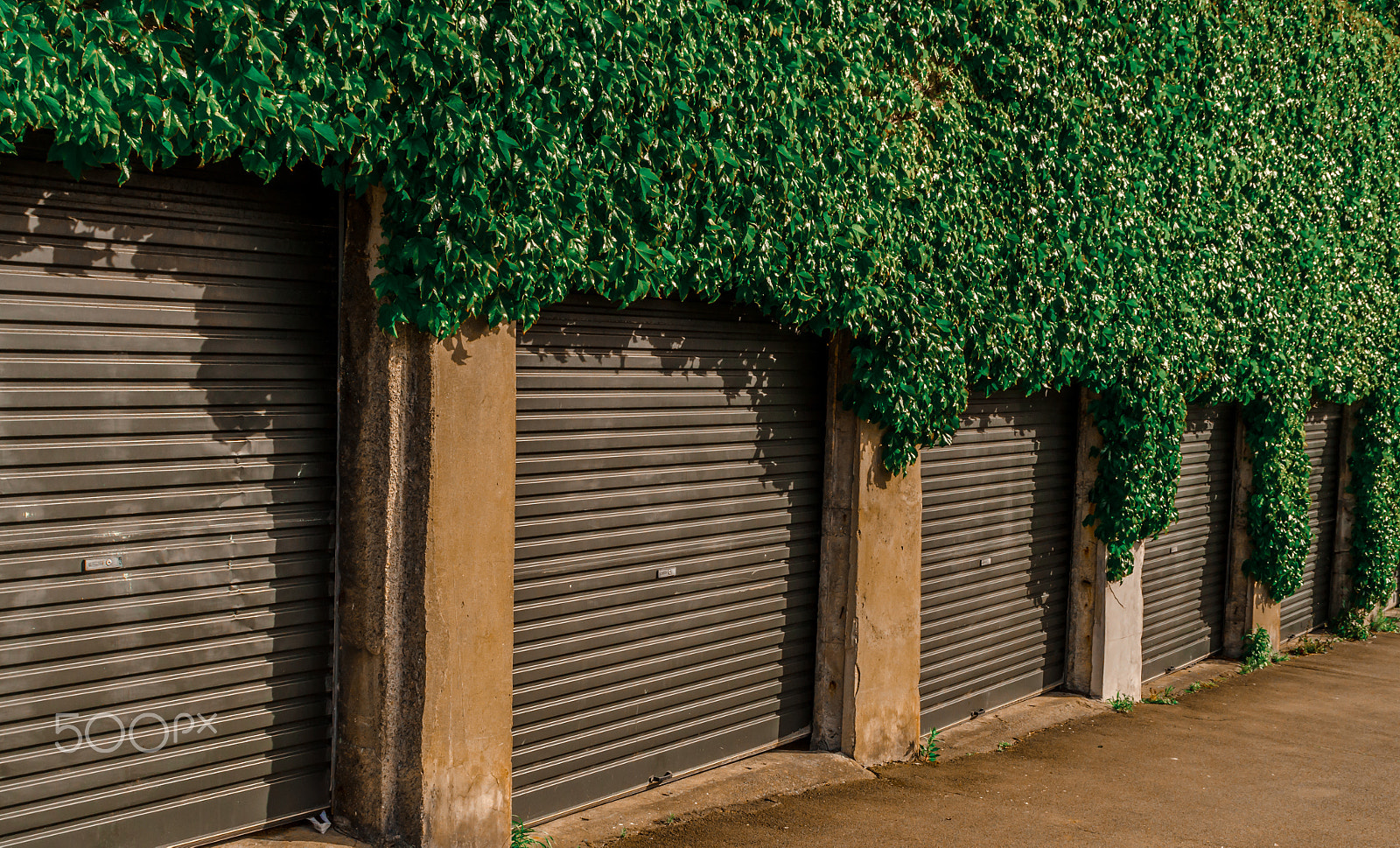 Sigma 17-70mm F2.8-4 DC Macro OS HSM sample photo. Garage growth photography
