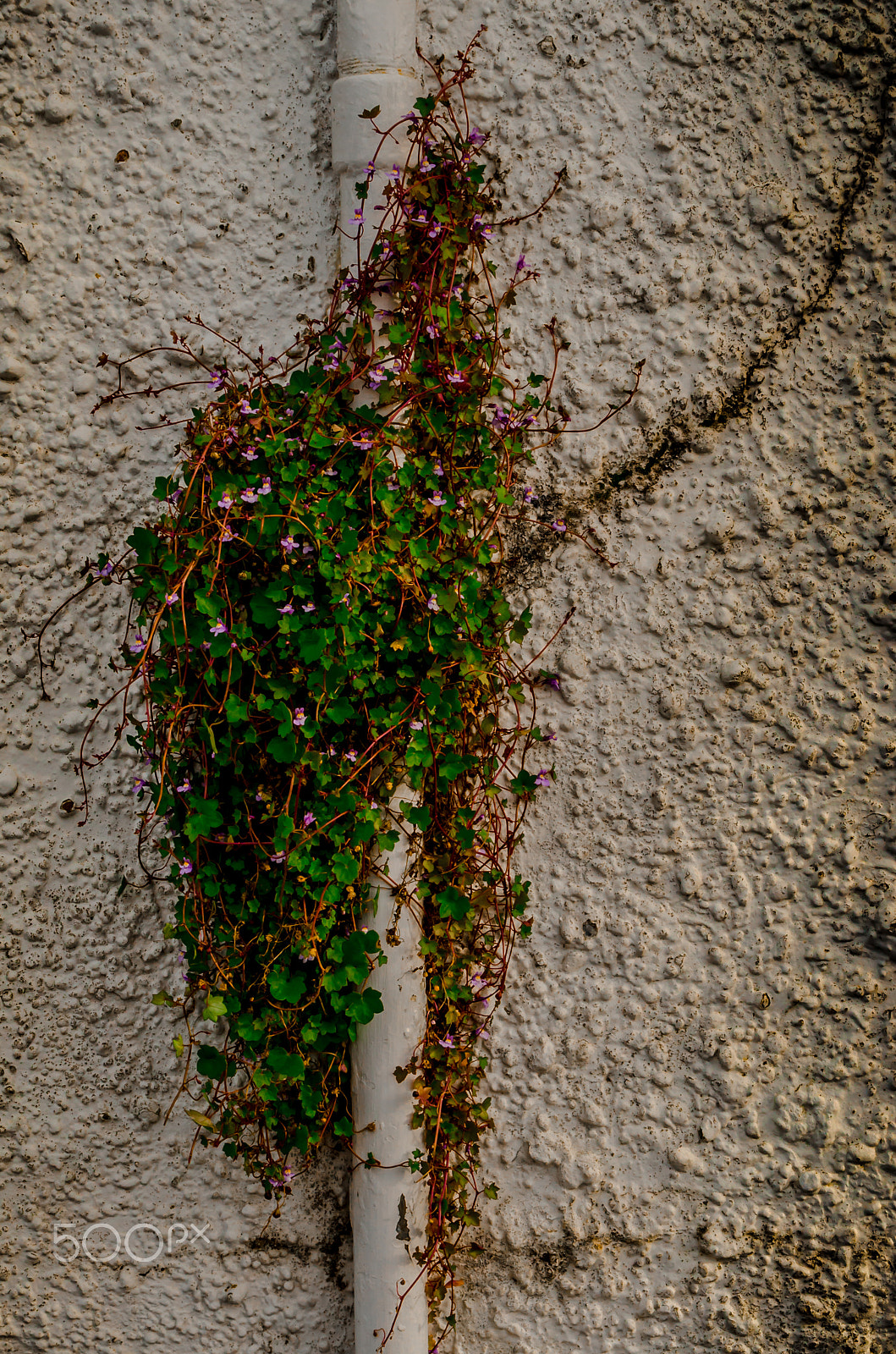 Nikon D7000 sample photo. Wall foliage photography