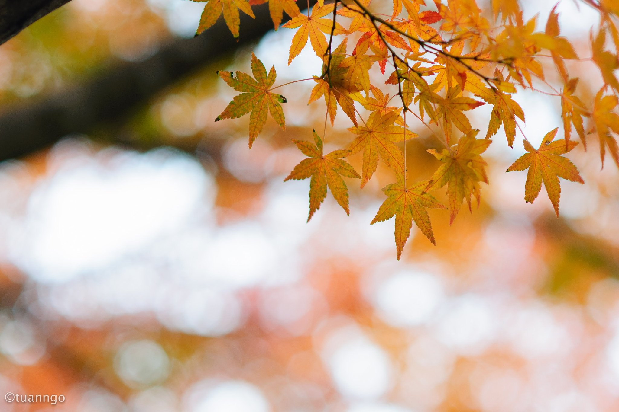 Nikon D90 + AF Nikkor 85mm f/1.8 sample photo. Autumn is coming photography