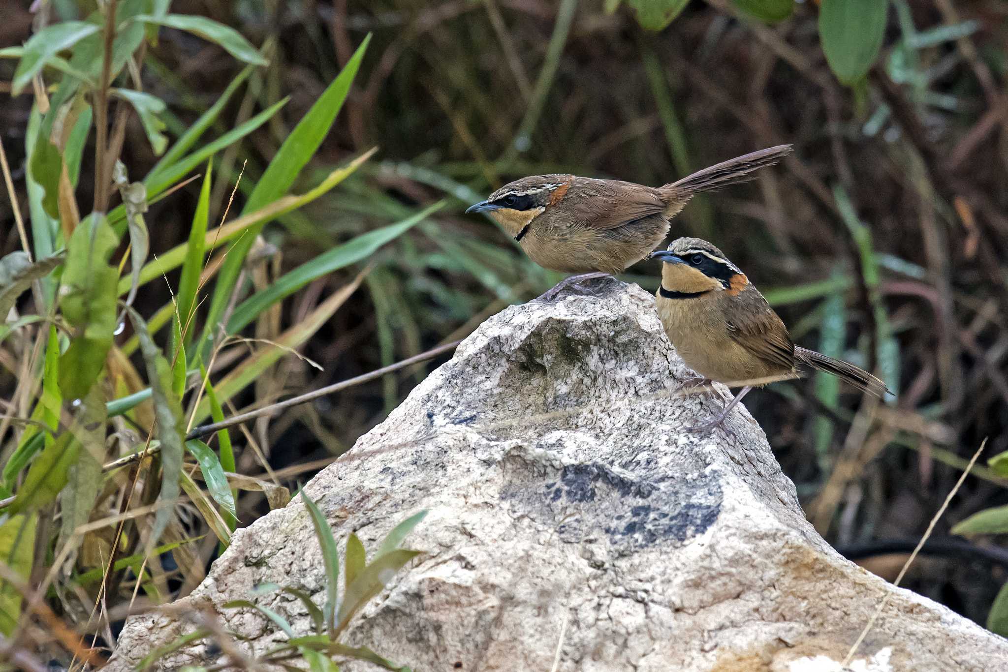 Nikon Nikkor AF-S 300mm F4E PF ED VR sample photo. Collared crescentchest (couple) photography