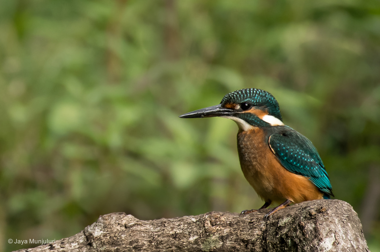 Nikon AF-S Nikkor 200-500mm F5.6E ED VR sample photo. Small blue photography