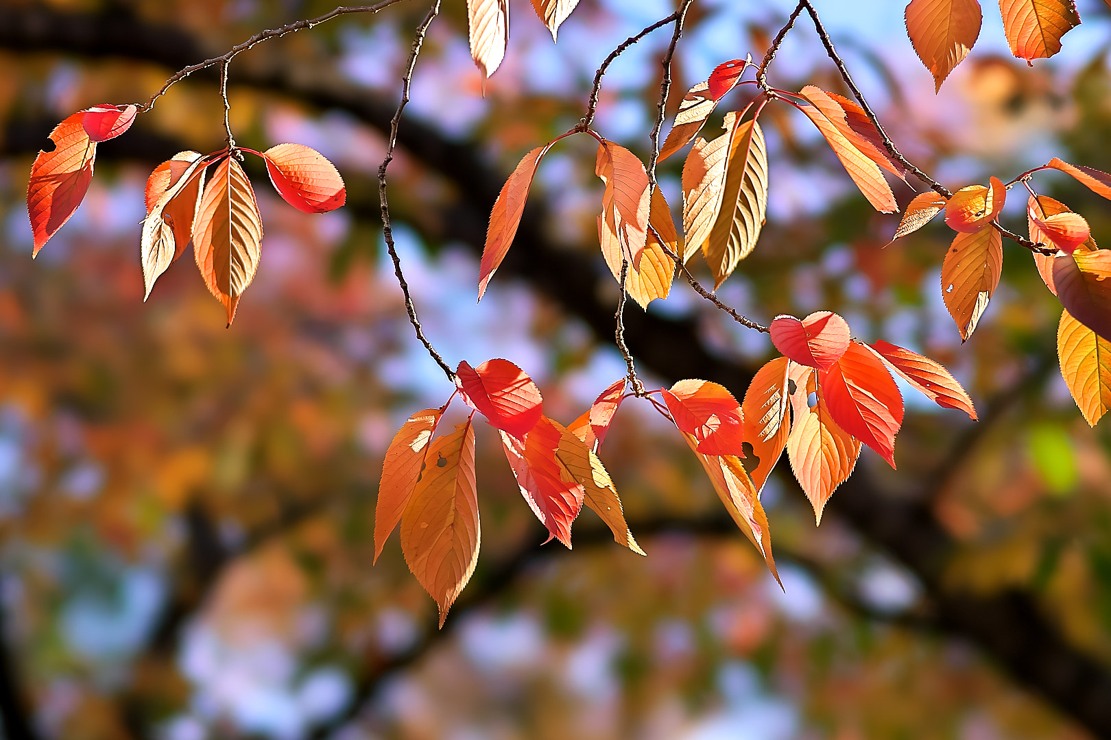 135mm F2.8[T4.5] STF sample photo. Autumn leaves(cherry=sakura) photography
