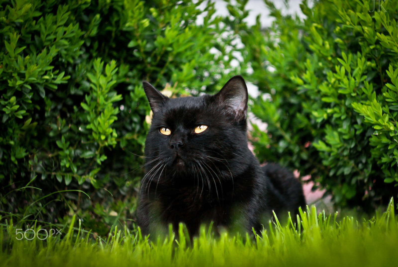 Canon EF 35-80mm f/4-5.6 sample photo. Black cat photography