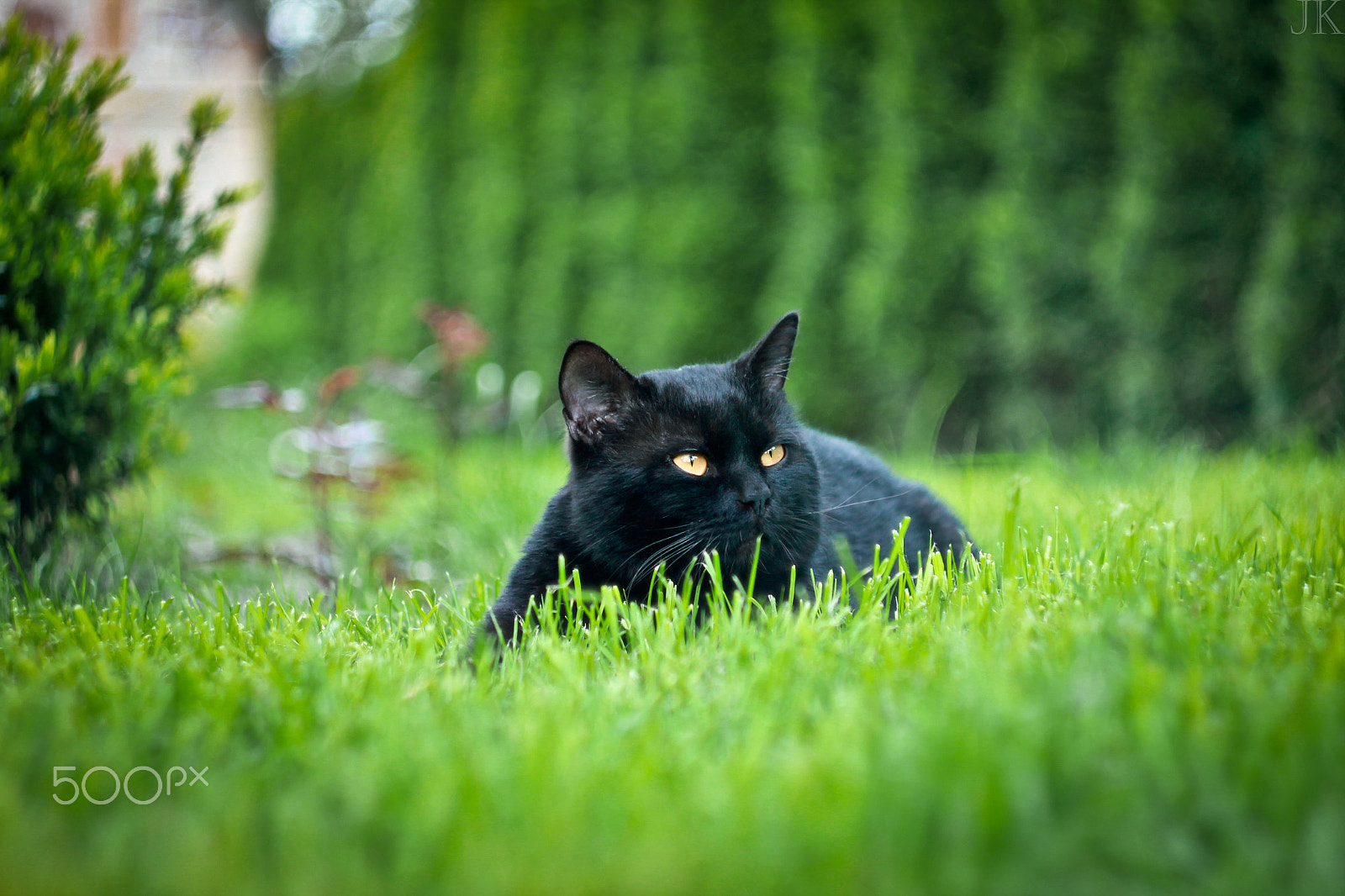 Canon EF 35-80mm f/4-5.6 sample photo. Black cat 2 photography