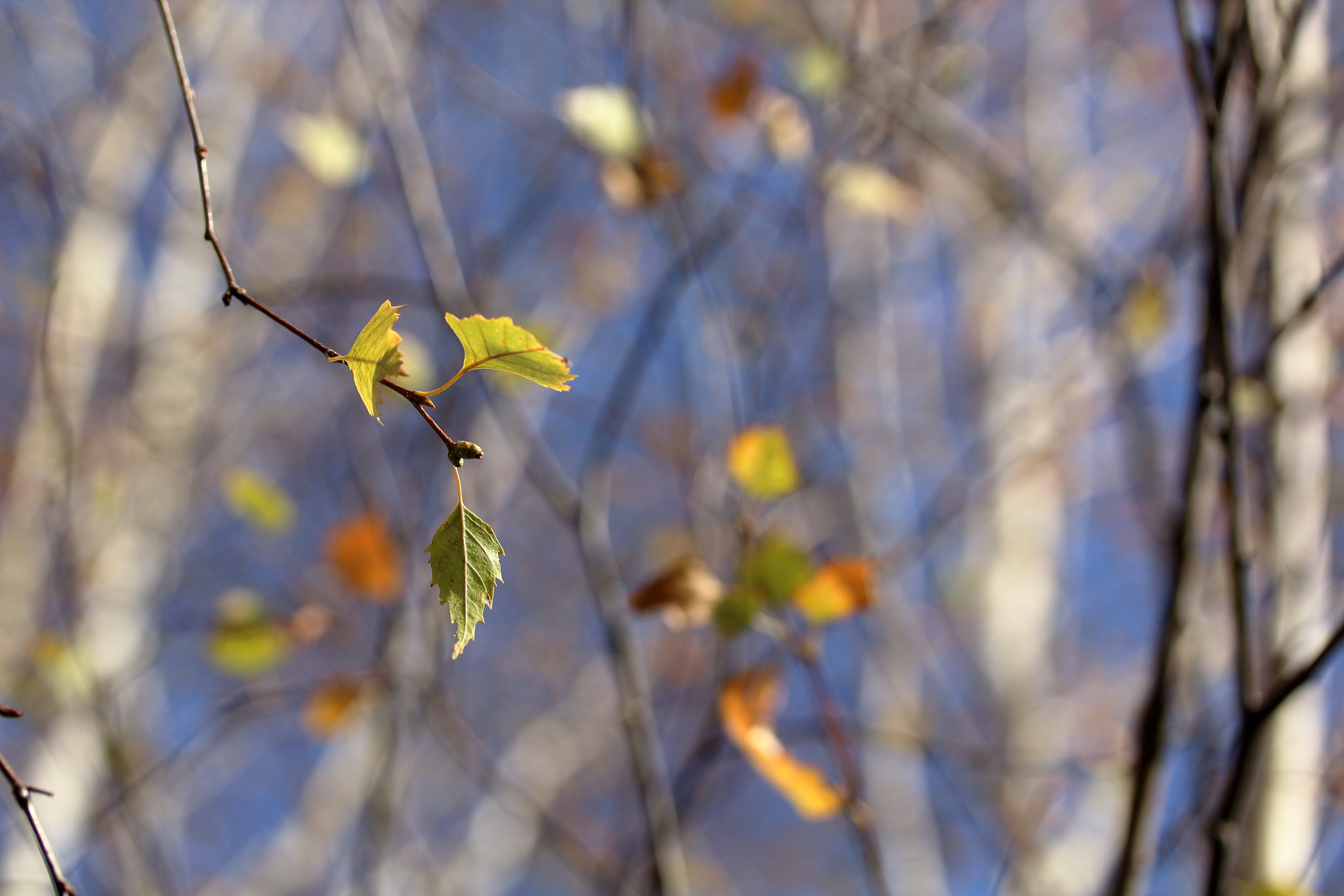Canon EF-S 60mm F2.8 Macro USM sample photo. Линии и цвѣтъ, Частъ 1 / lines and color, pt 1 photography