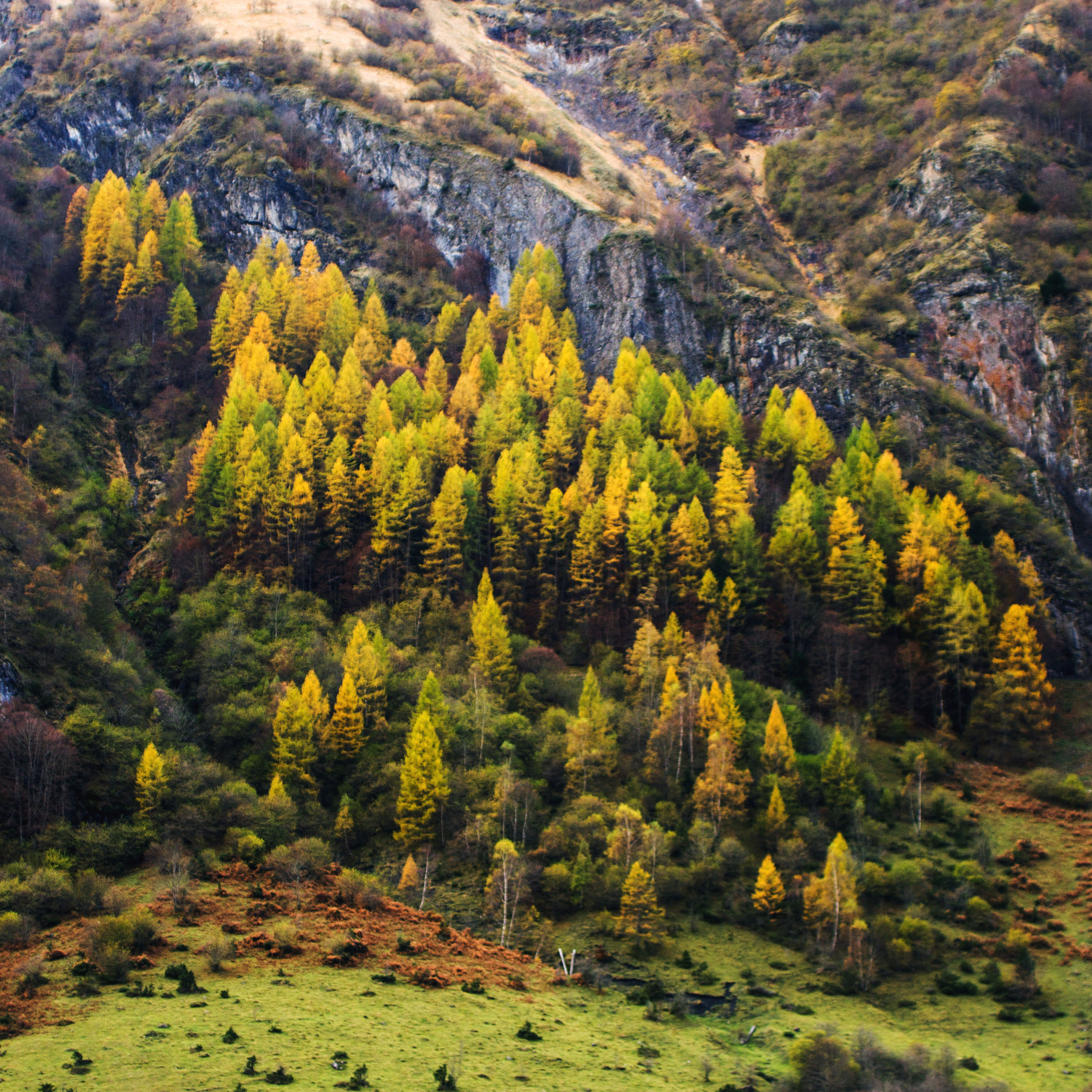 Canon EF 20-35mm F3.5-4.5 USM sample photo. Les sapins jaune photography