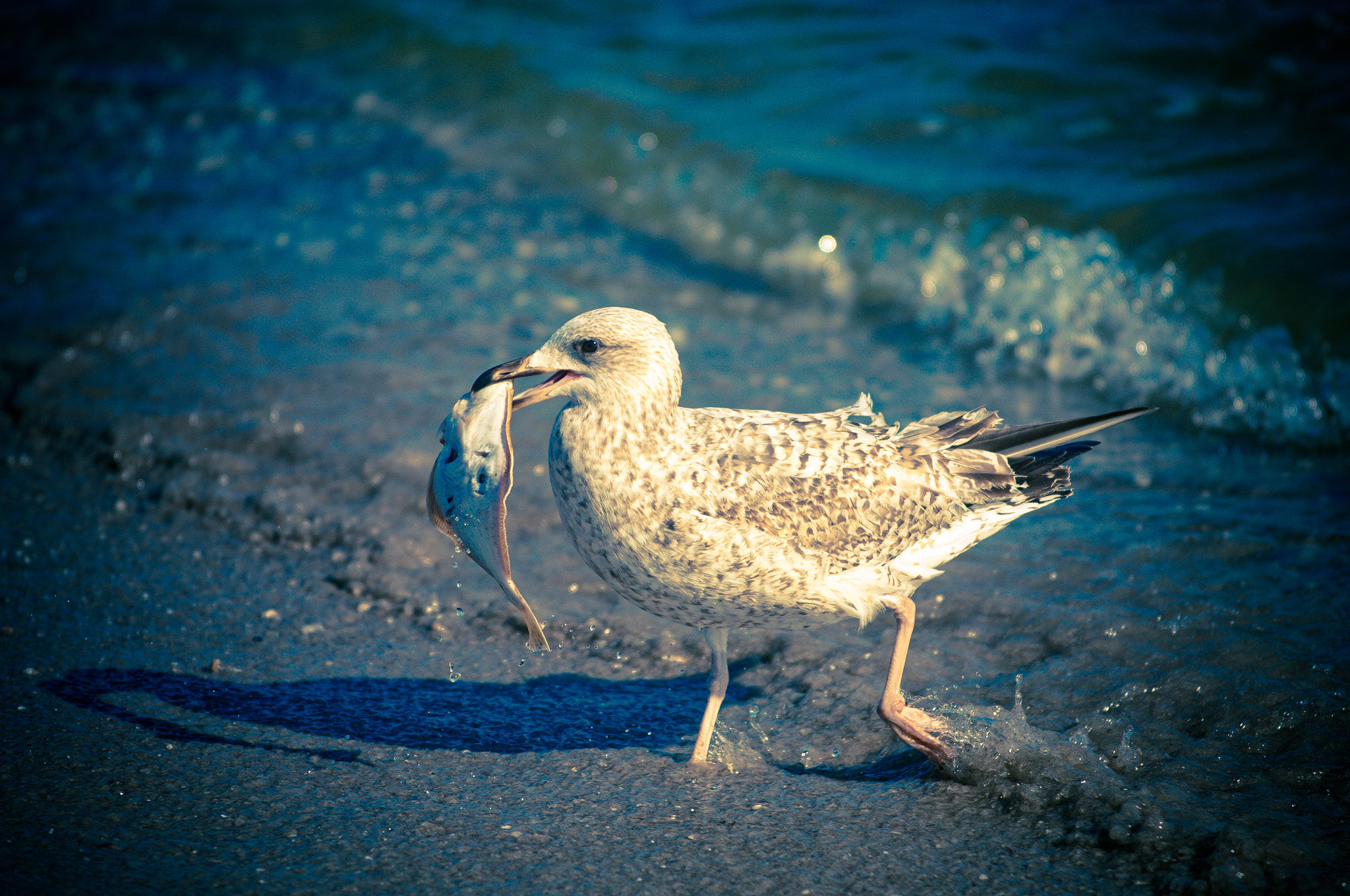 Nikon D2X sample photo. Seagull with its prey photography