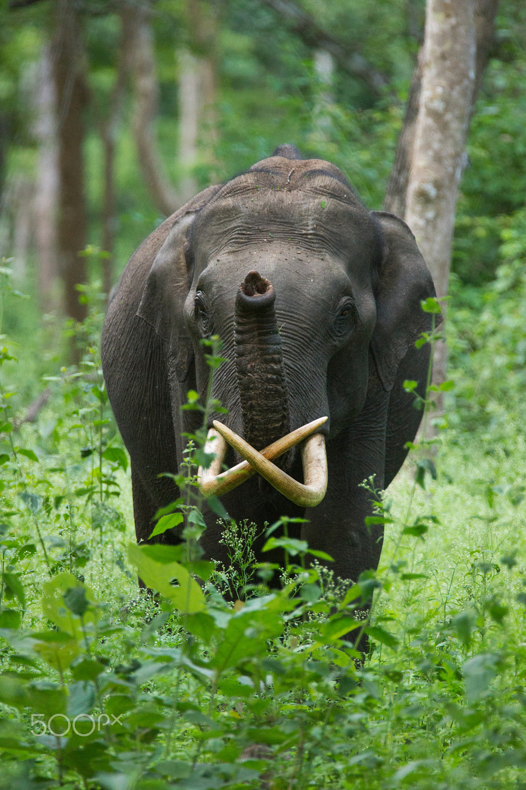 Sony SLT-A65 (SLT-A65V) + Tamron SP 150-600mm F5-6.3 Di VC USD sample photo. Heil these magnificant tusks photography