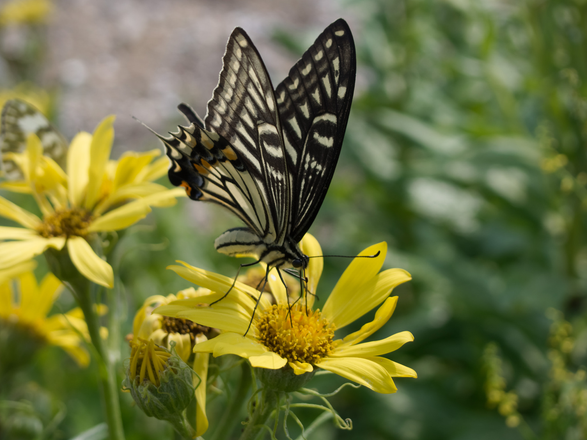 Olympus M.Zuiko Digital 14-42mm F3.5-5.6 II R sample photo. Butterfly on flower photography