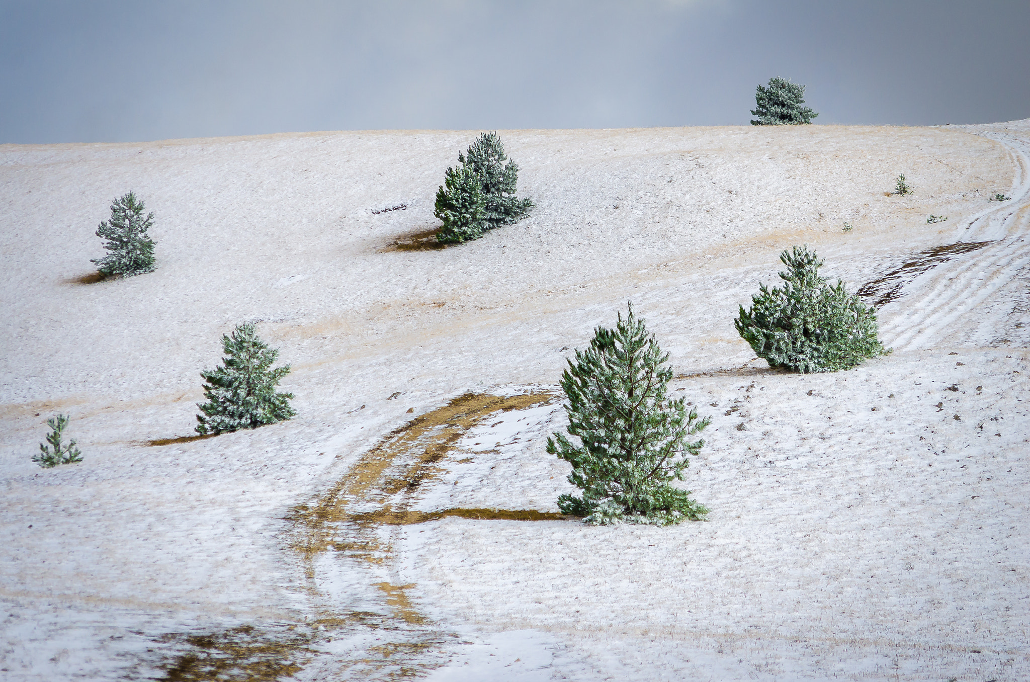 smc PENTAX-DA L 50-200mm F4-5.6 ED sample photo. Trees in the snow photography
