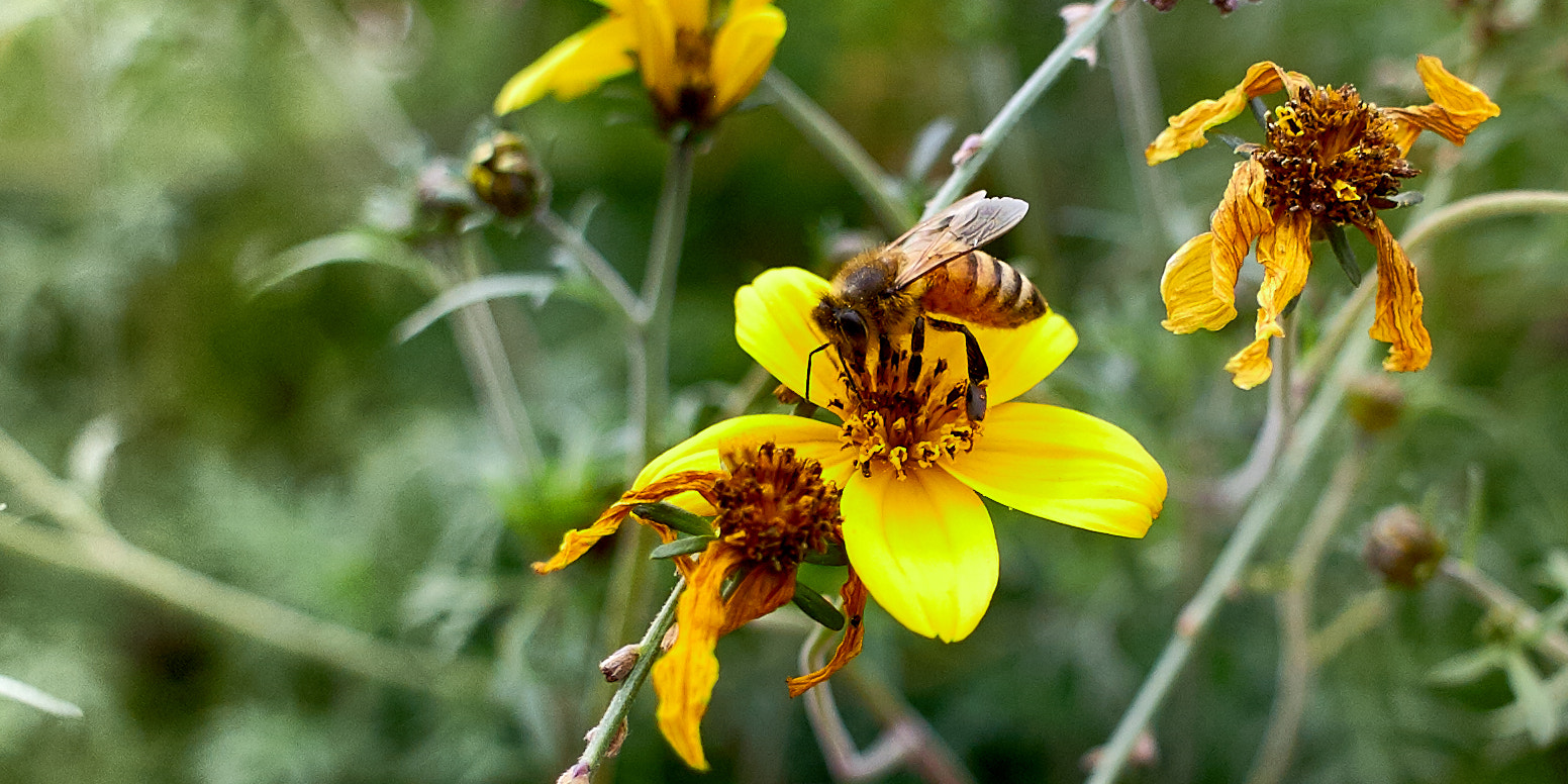 Canon EF-S 24mm F2.8 STM sample photo. Bee photography