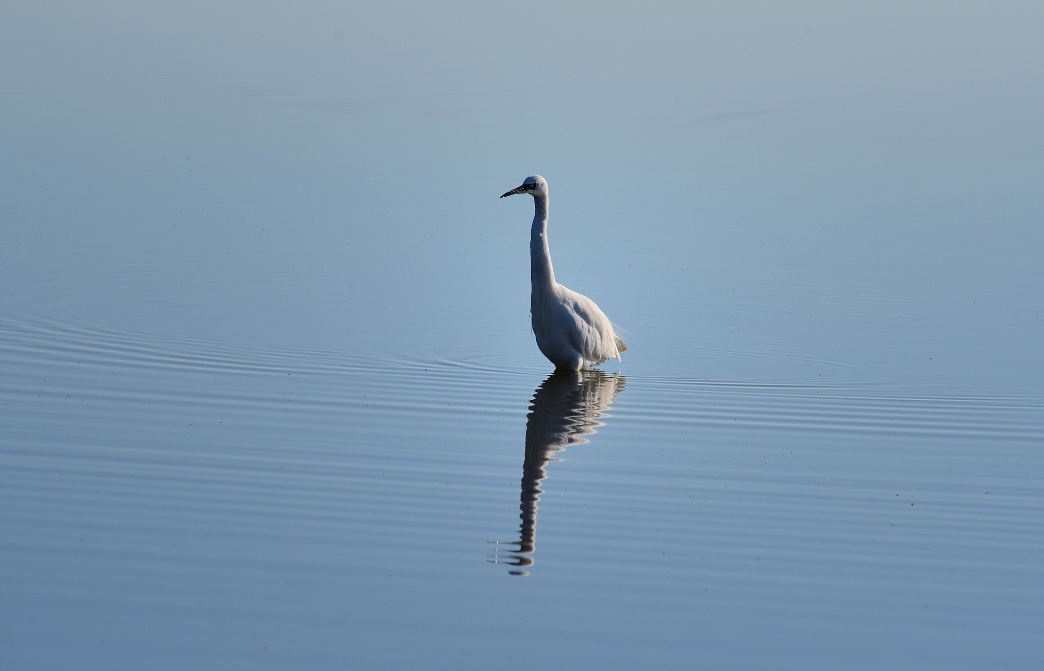 Nikon D750 + AF Nikkor 300mm f/4 IF-ED sample photo. Passeggiando in padule photography