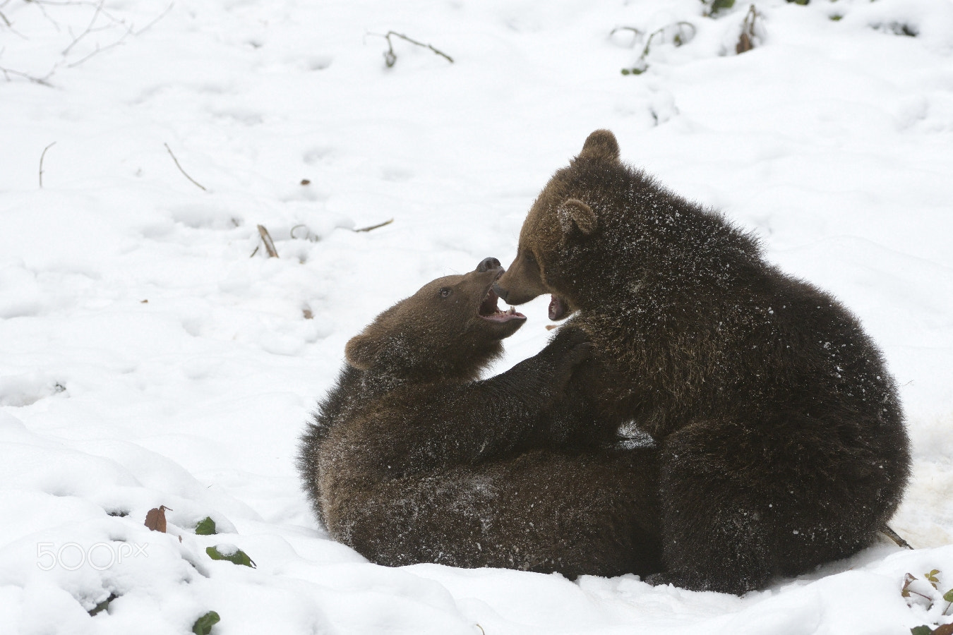 Nikon D500 sample photo. Bear cubs playing in the snow..baviere photography