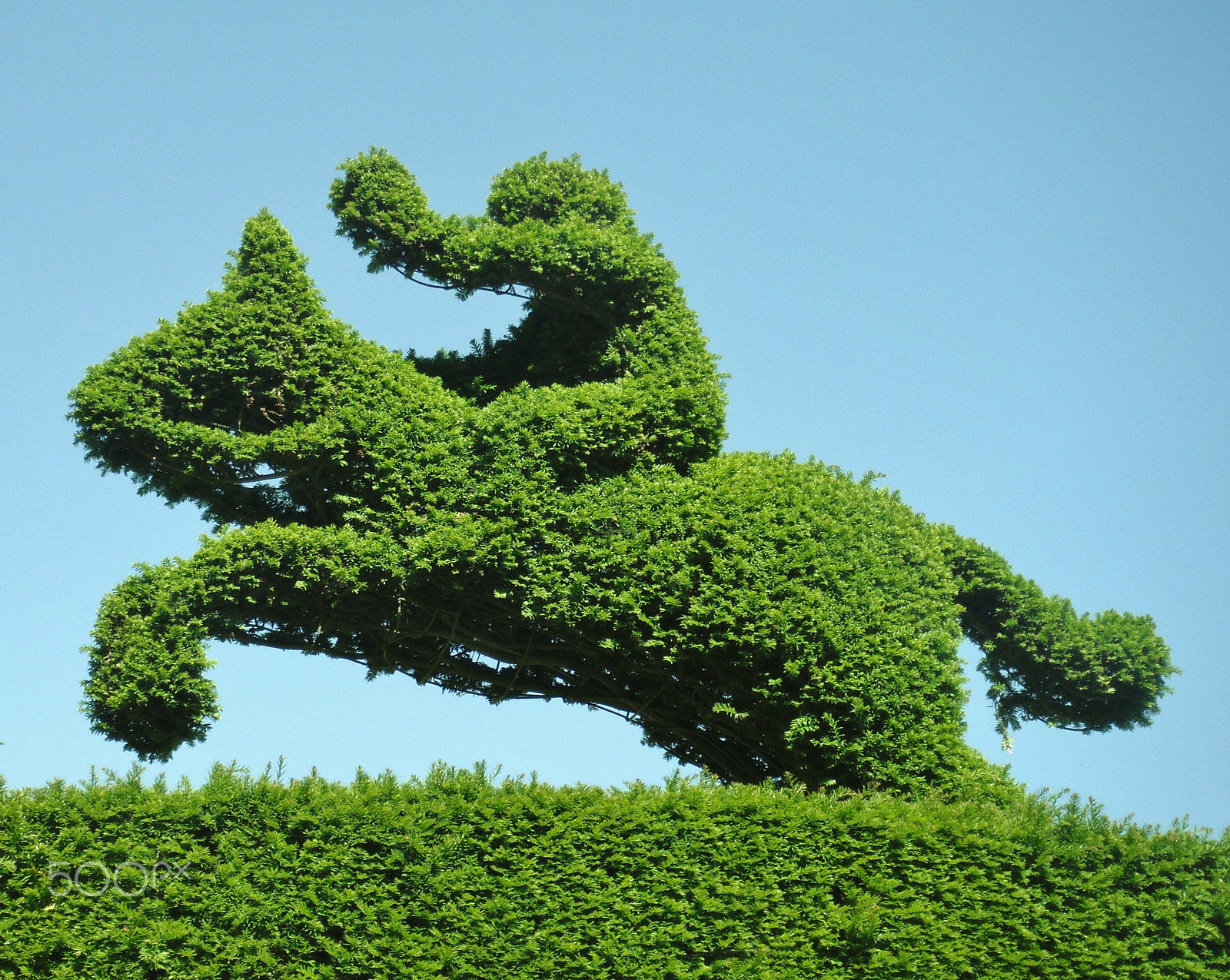 FujiFilm FinePix Z70 (FinePix Z71) sample photo. Horse racing topiary photography