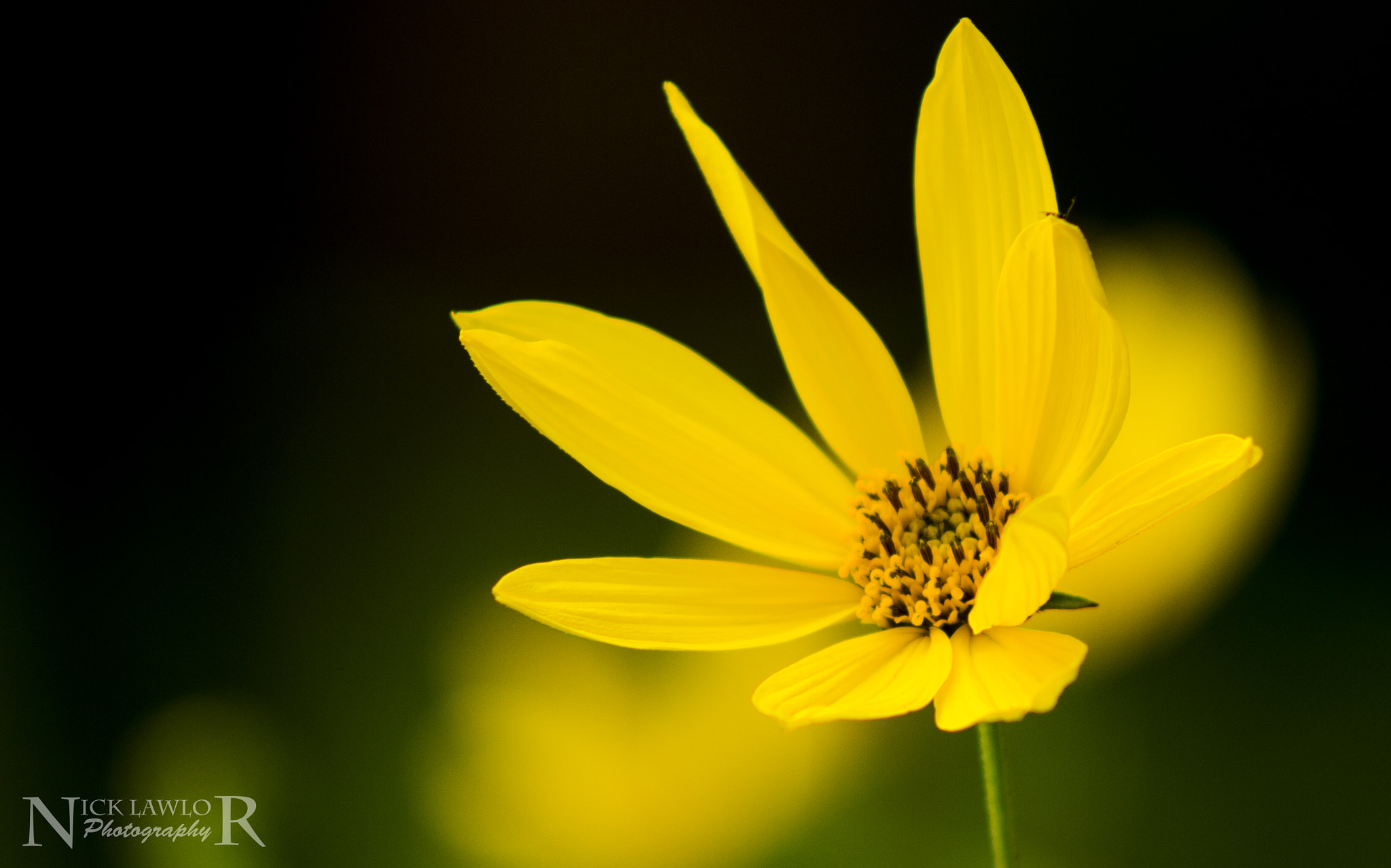 Canon EOS 100D (EOS Rebel SL1 / EOS Kiss X7) + EF75-300mm f/4-5.6 sample photo. Mellow yellow photography