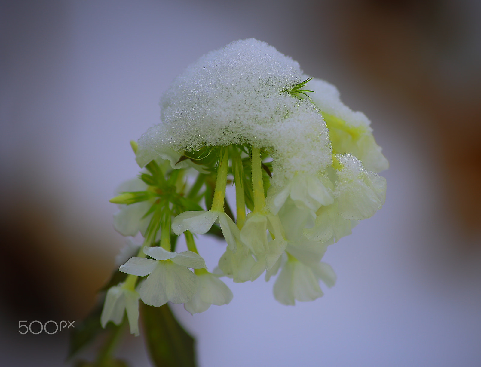 Canon EOS 6D + Sigma 70-300mm F4-5.6 APO DG Macro sample photo. Snow flowers photography