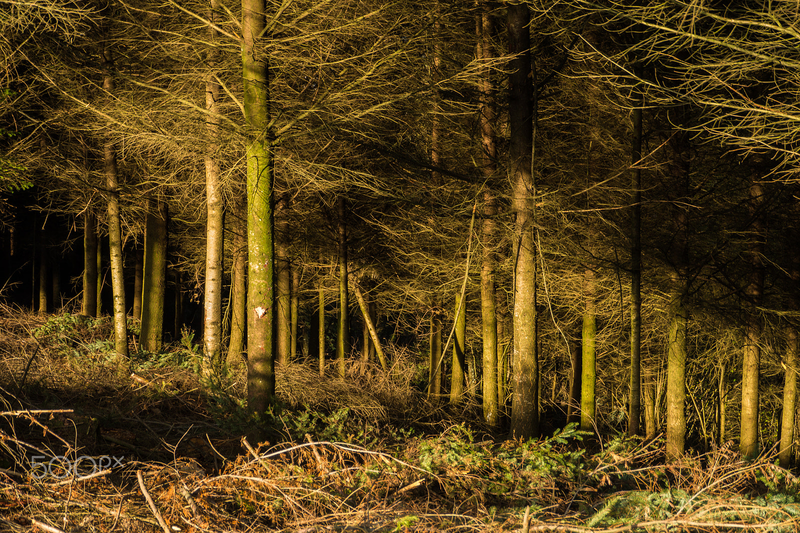 Panasonic Lumix DMC-GH3 sample photo. Sombre forêt photography