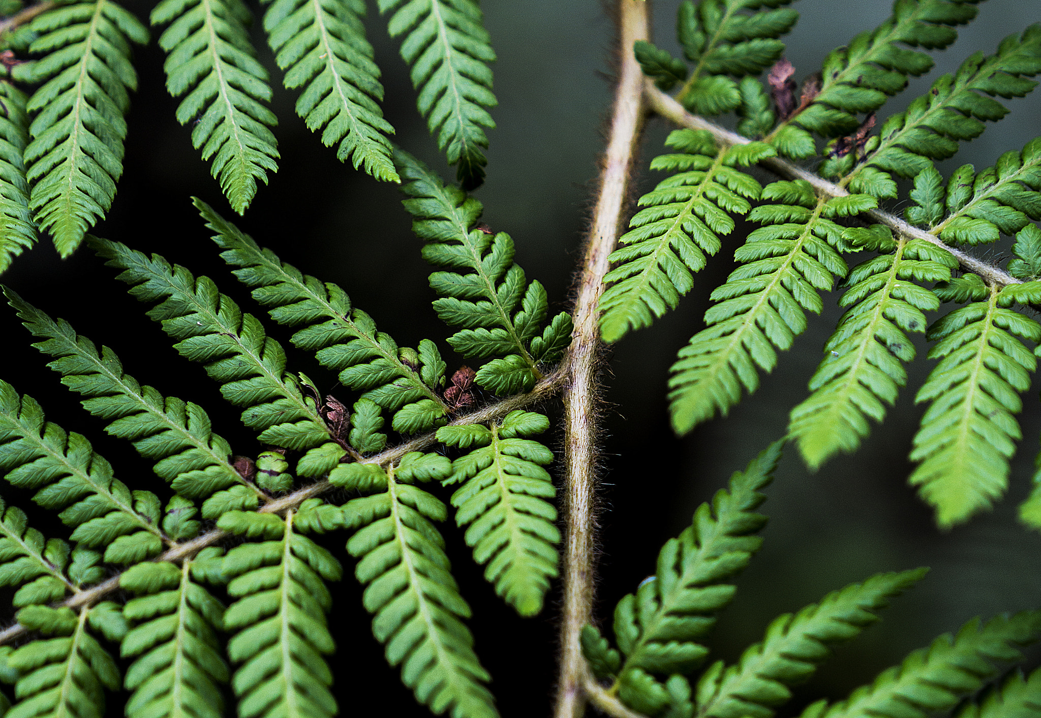 Sony a6000 sample photo. Ferns at edinburgh botanics photography