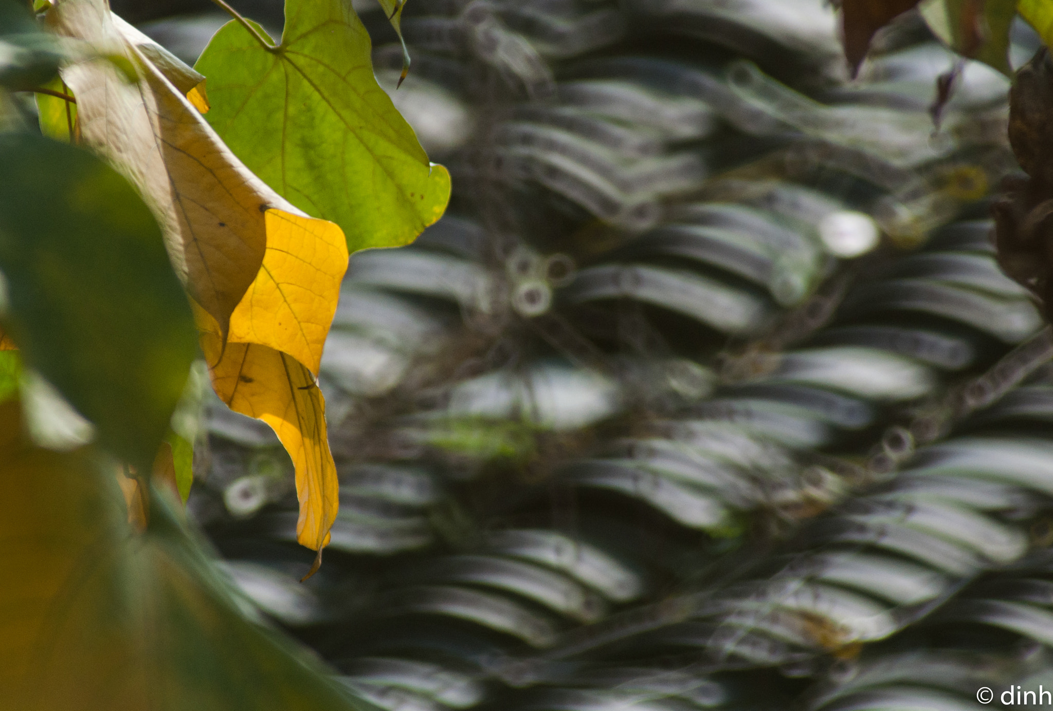 Nikon AF-Nikkor 80-200mm F2.8D ED sample photo. Thu photography