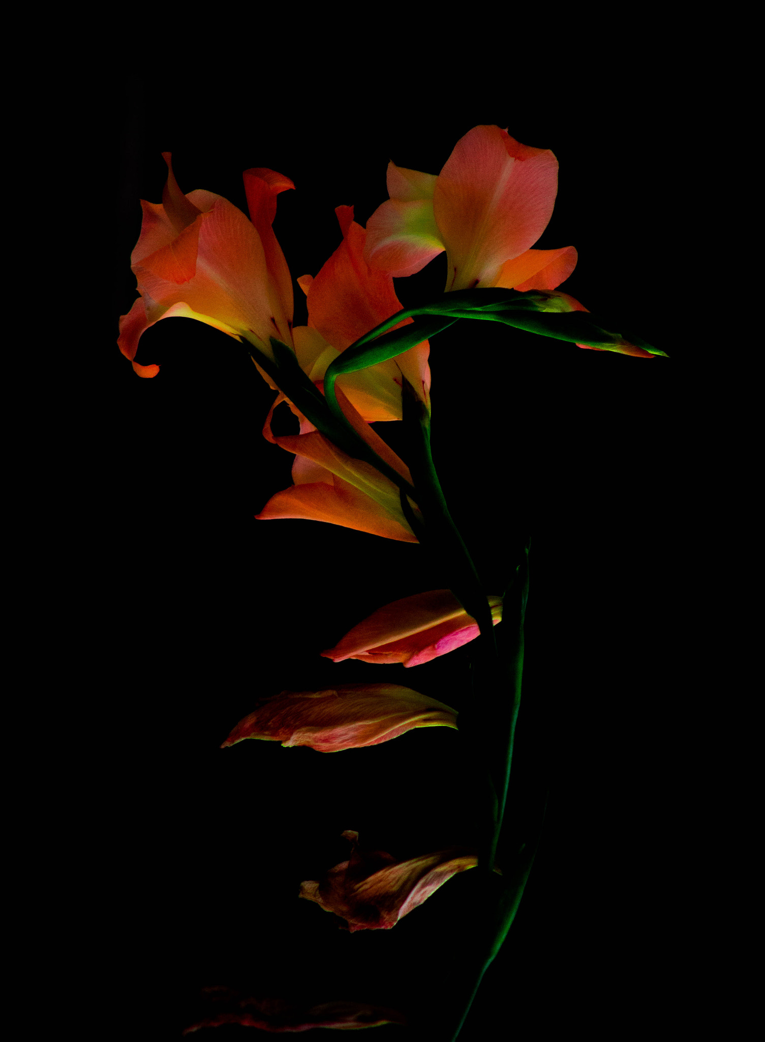 Canon EF 75-300mm f/4-5.6 USM sample photo. Olhar noturno photography