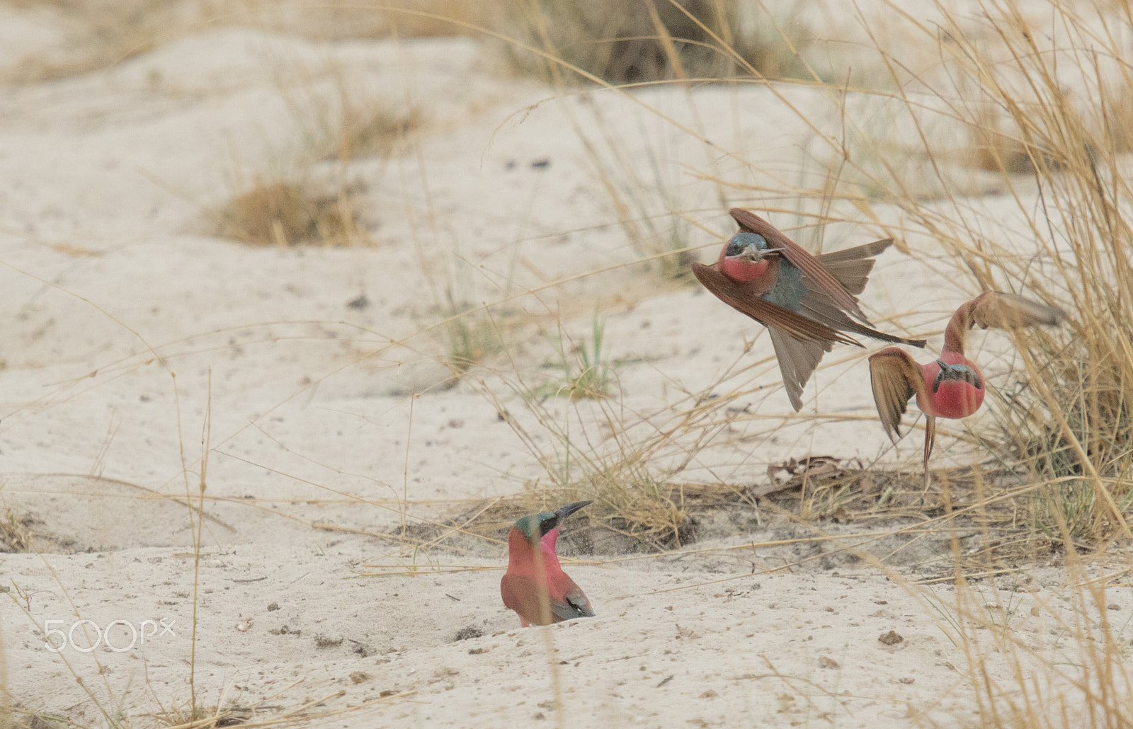 Canon EF 70-200mm F2.8L USM sample photo. The chase photography