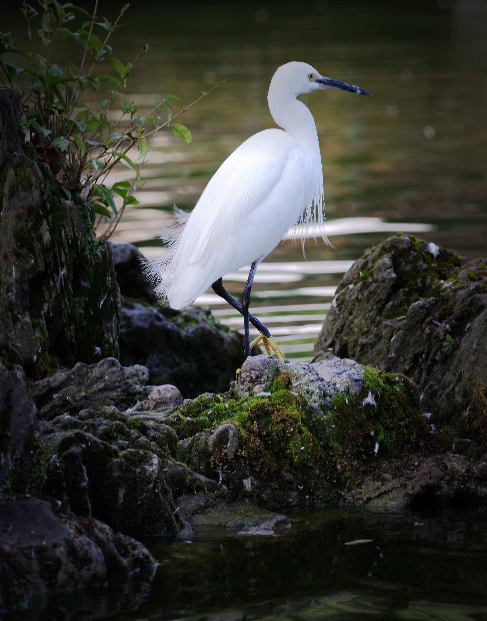 smc PENTAX-FA645 150-300mm F5.6 ED [IF] sample photo. A white heron photography