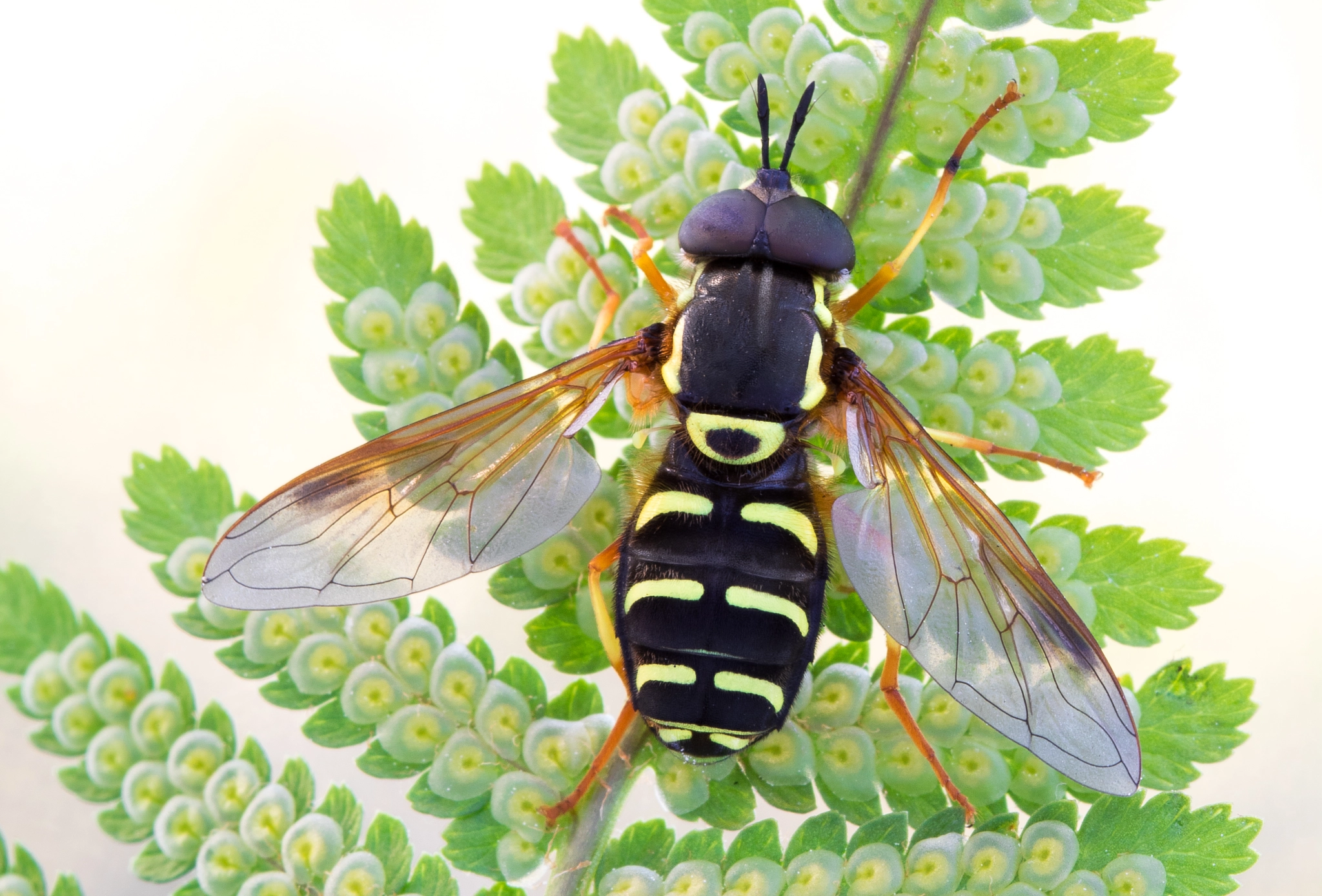 Canon EF 100mm F2.8 Macro USM sample photo. Chrysotoxum photography