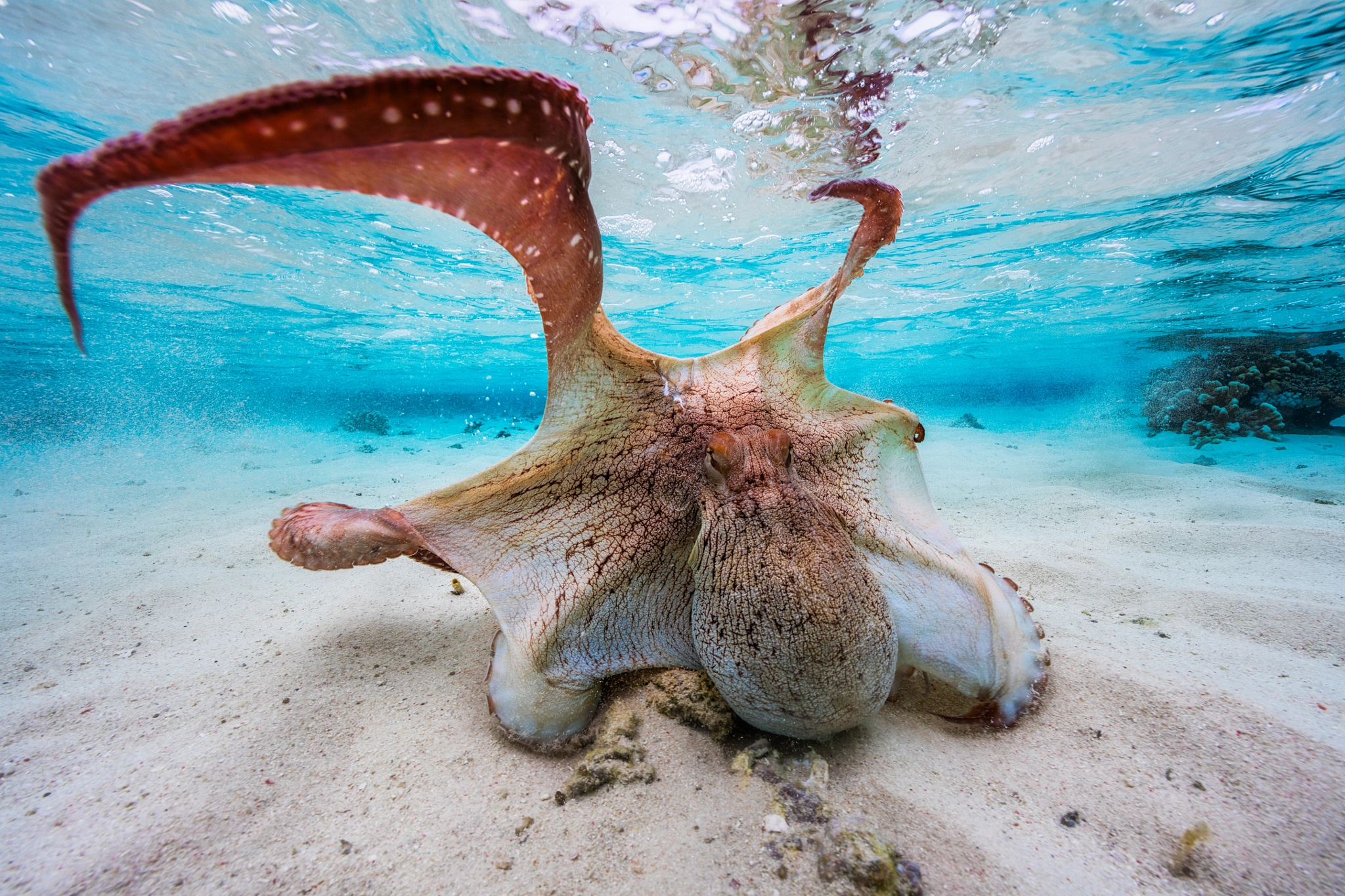 Canon EF 14mm F2.8L II USM sample photo. Octopus colors photography