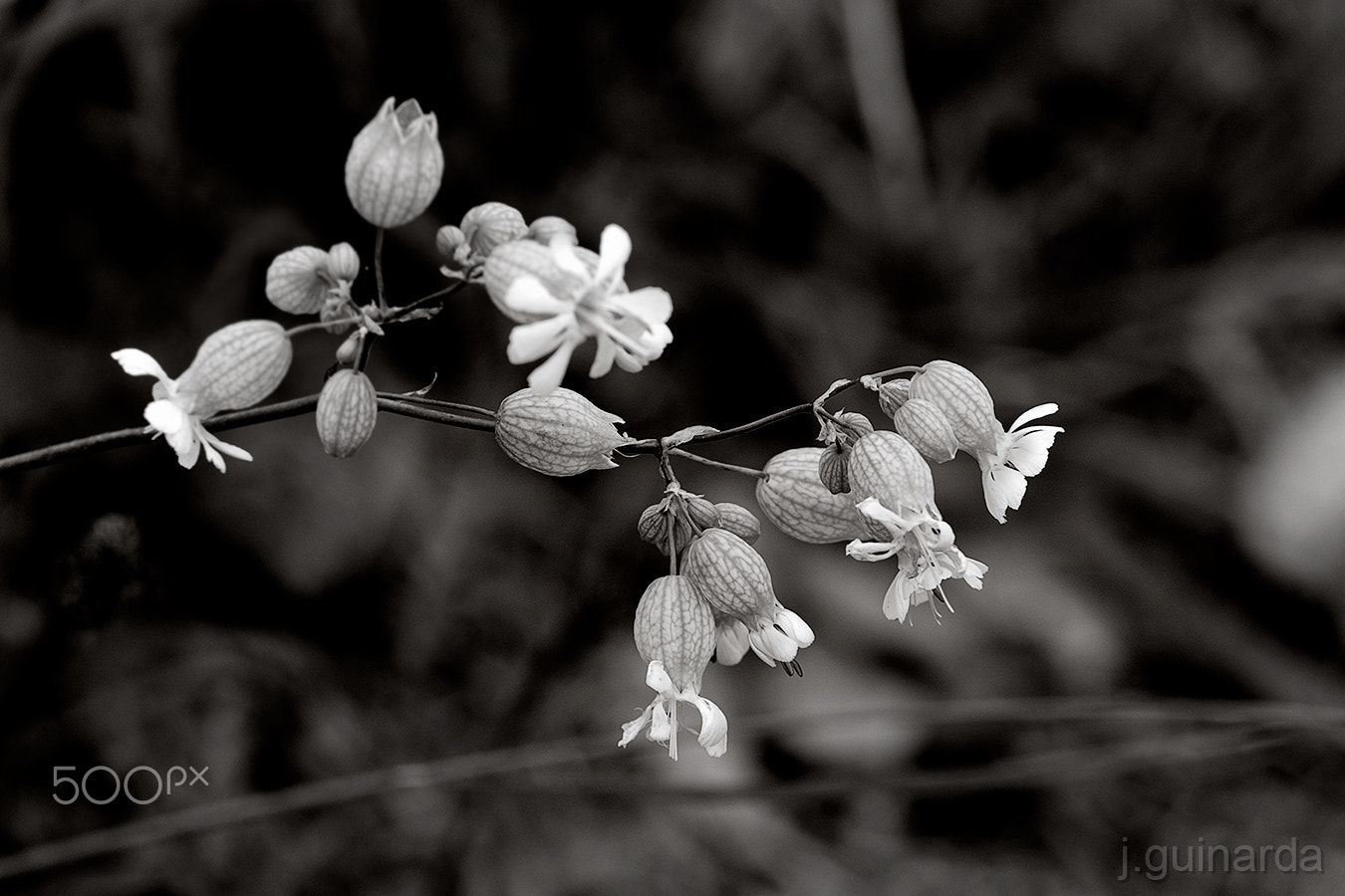 Pentax K-5 IIs sample photo. S.t. 132993 photography