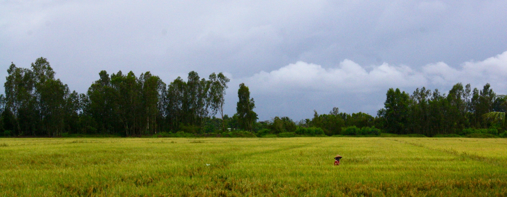 Canon EOS 1000D (EOS Digital Rebel XS / EOS Kiss F) sample photo. Working in the field (in hoa an, viet nam) photography