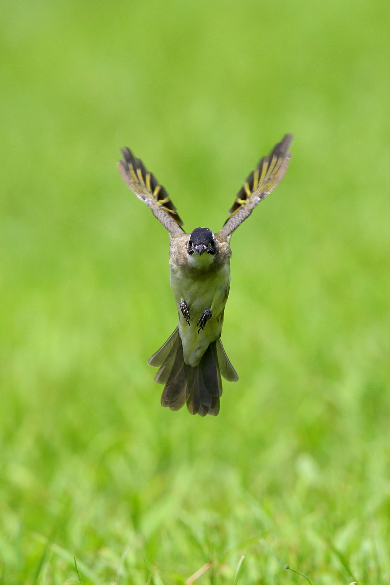 Canon EF 300mm F2.8L IS II USM sample photo. Y photography