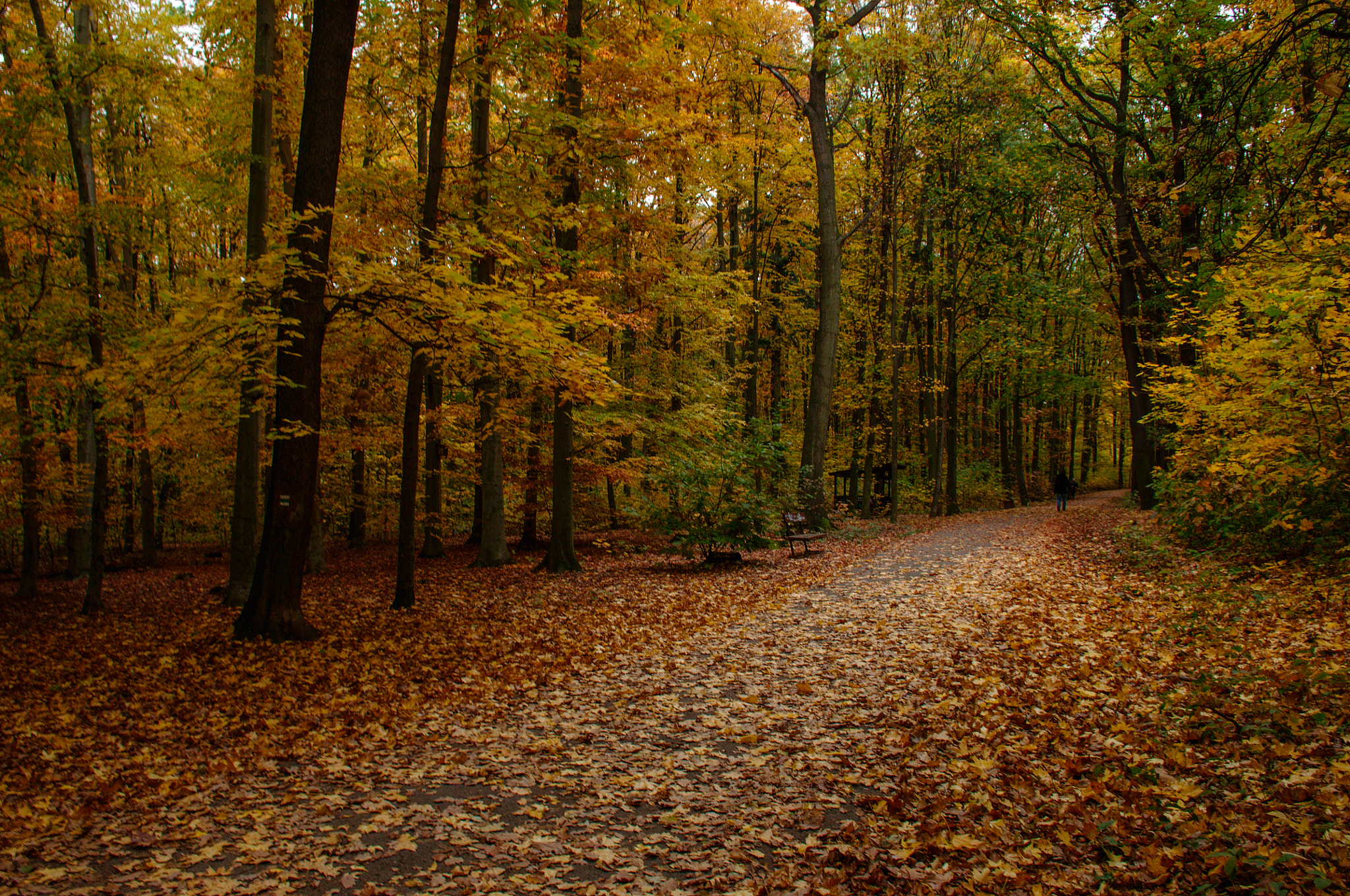 Nikon D5000 sample photo. Autumnal pathway in Čimický háj i. photography
