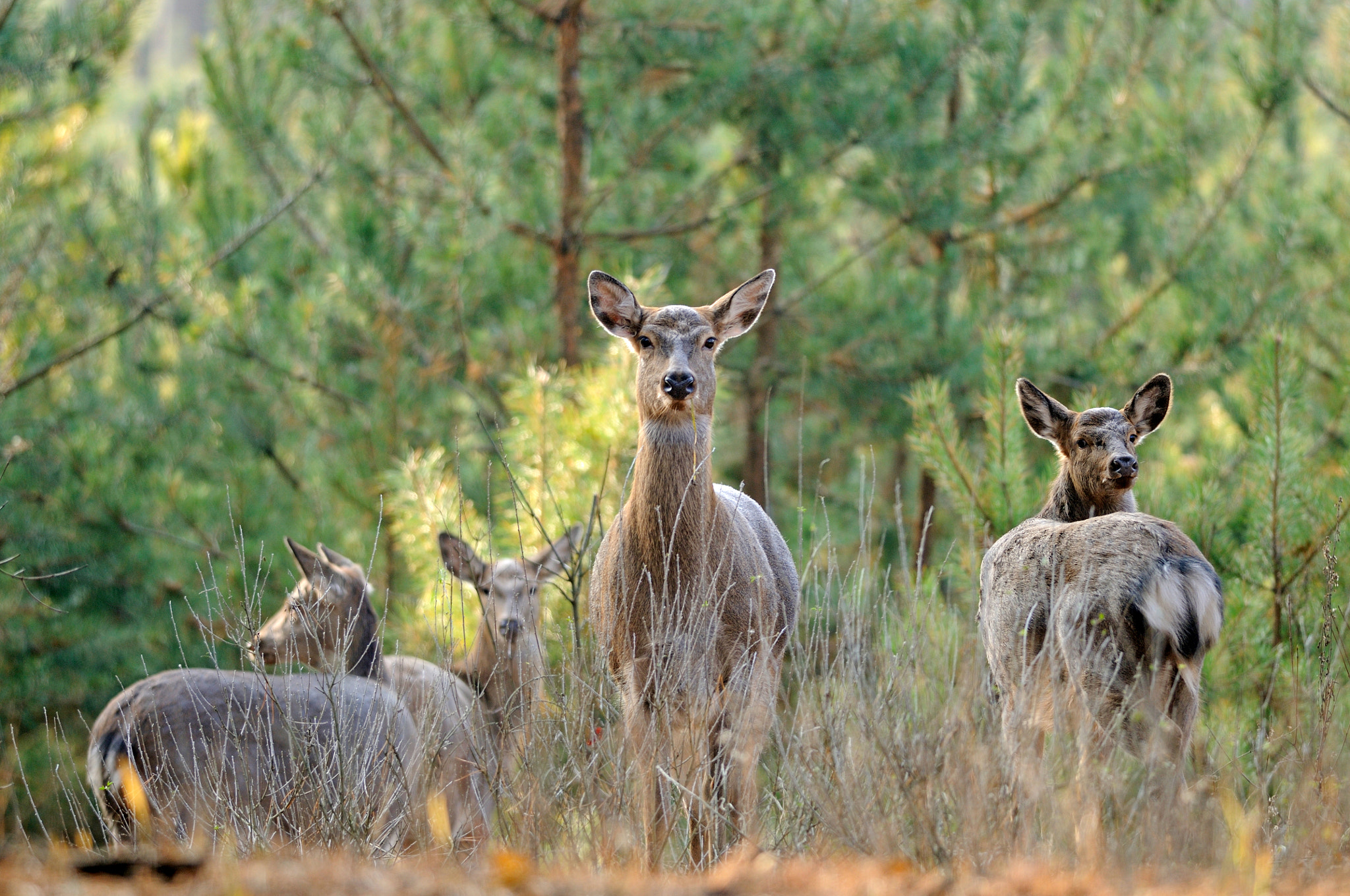 Nikon D300S + Nikon AF-S Nikkor 300mm F4D ED-IF sample photo. Deers photography