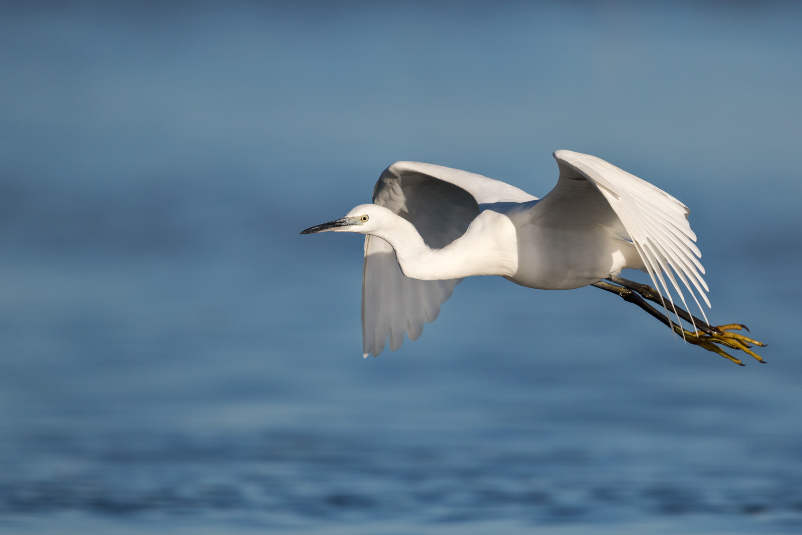 Canon EOS 7D Mark II sample photo. Aigrette photography